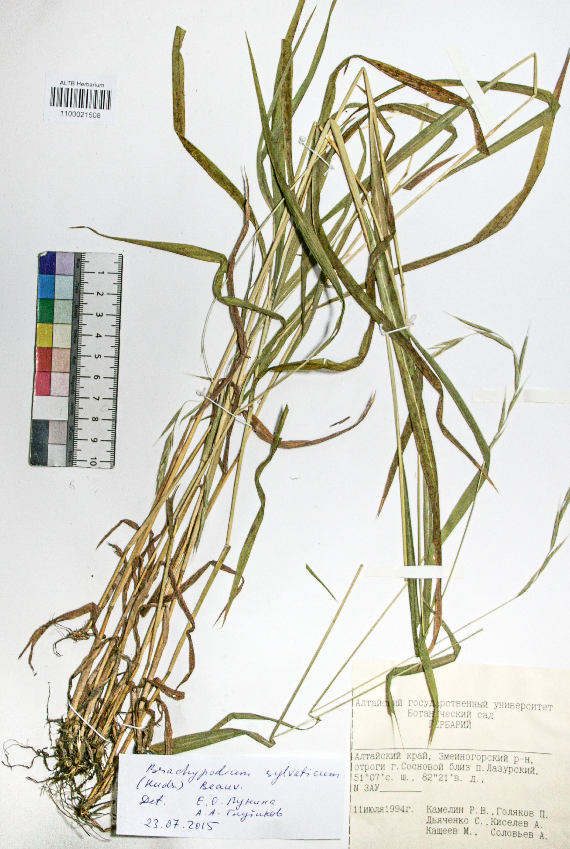 Brachypodium sylvaticum (Huds.) Beauv.