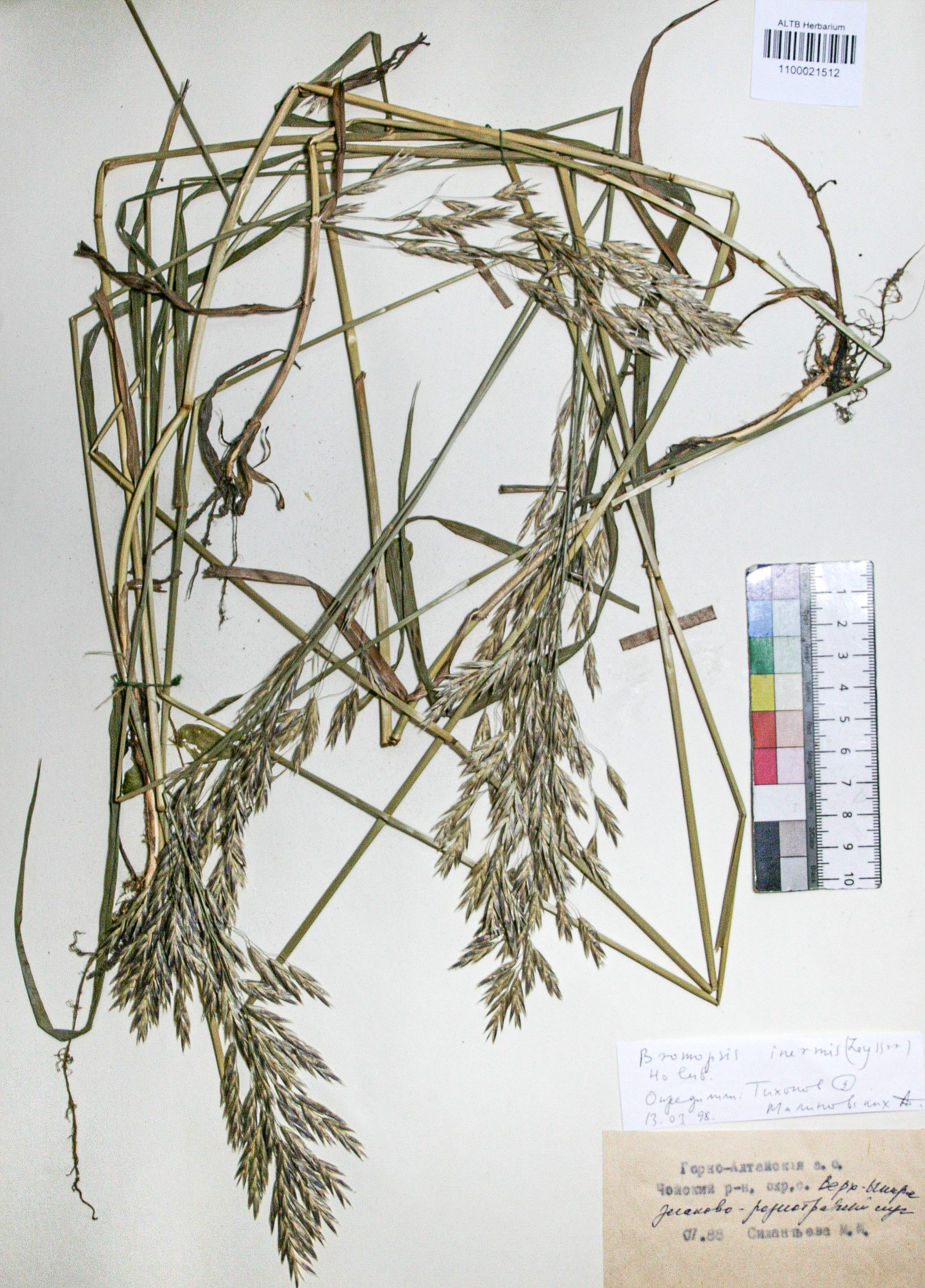 Bromopsis inermis (Leyss.) Holub. 