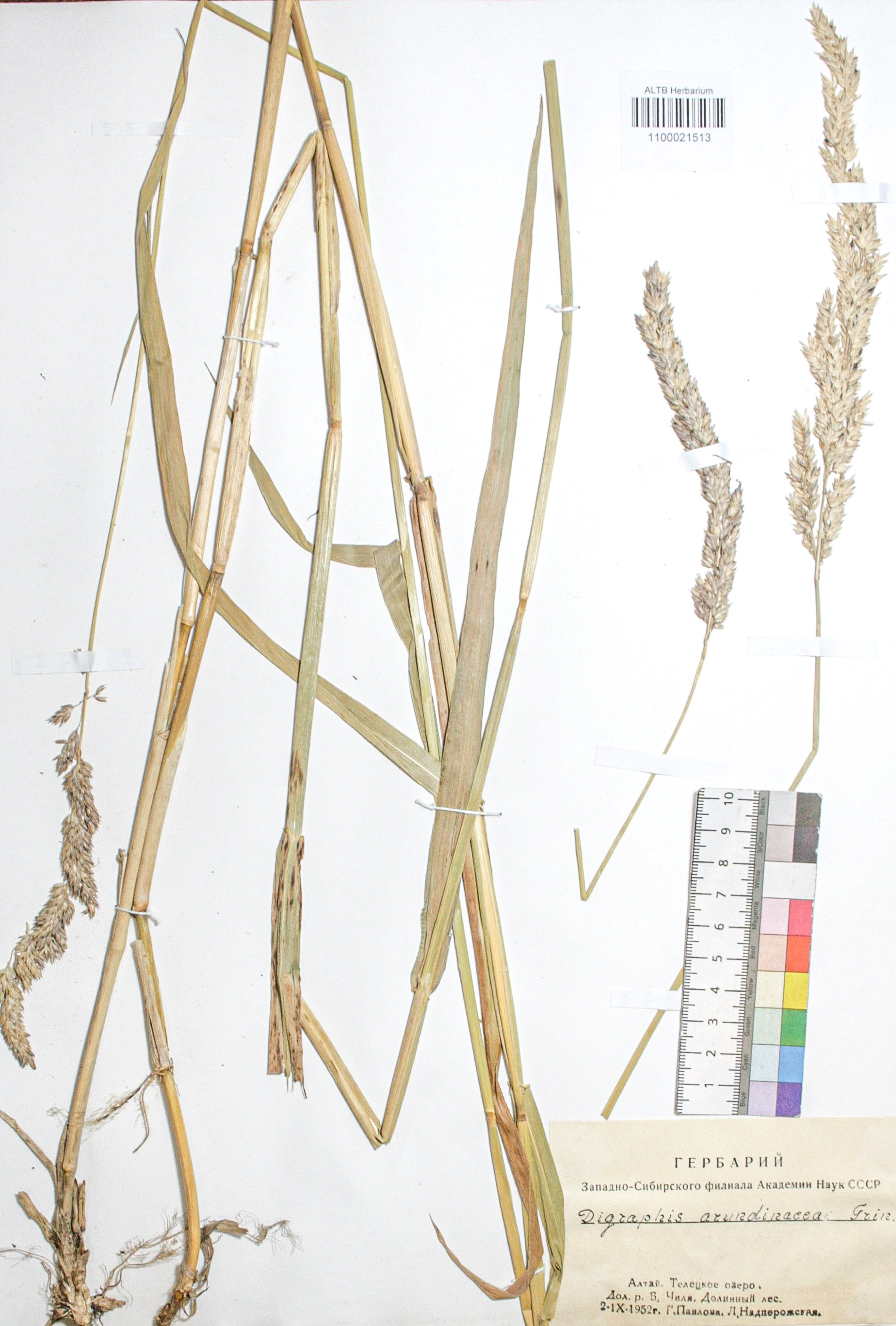 Phalaroides arundinacea (L.) Rausch