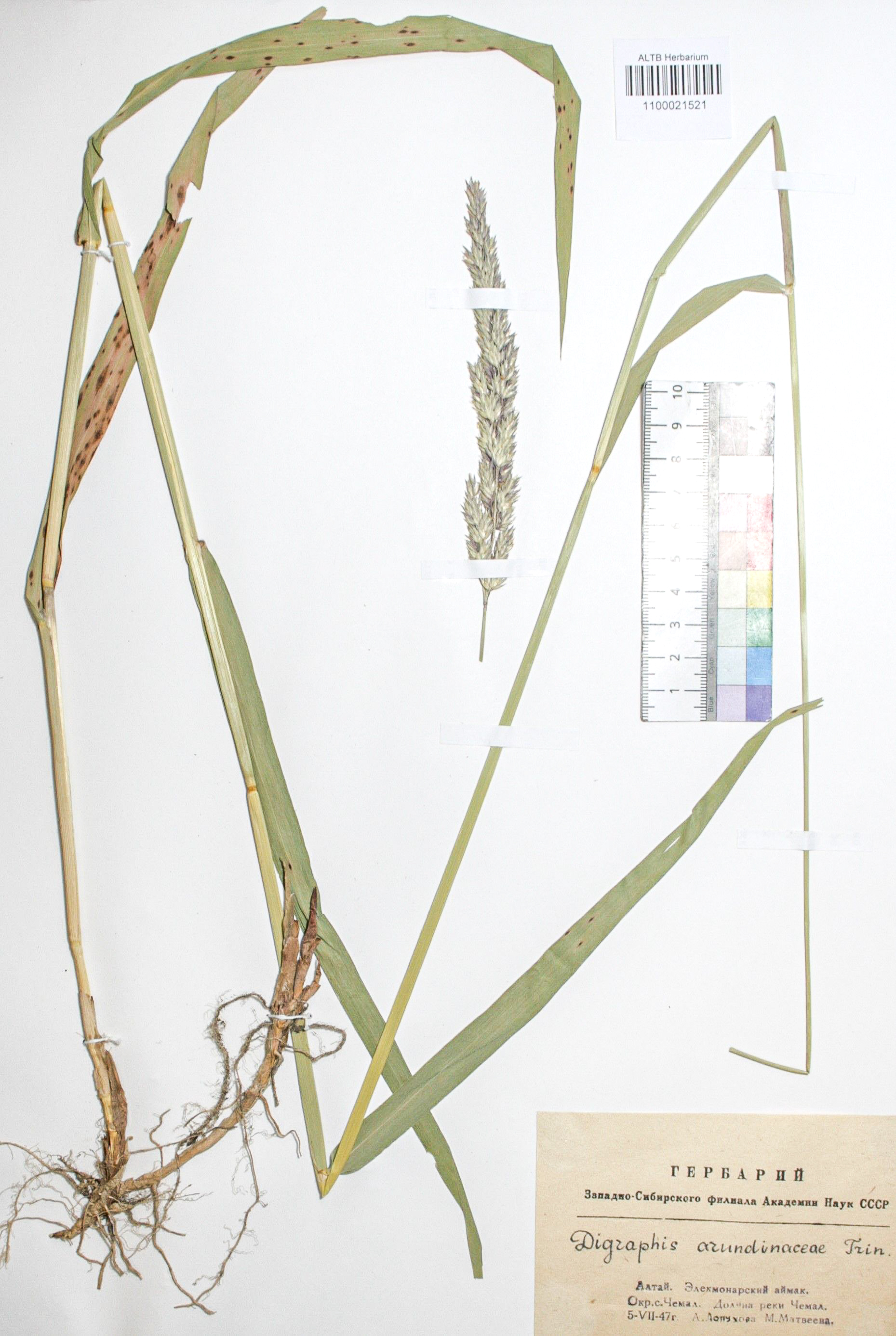 Phalaroides arundinacea (L.) Rausch