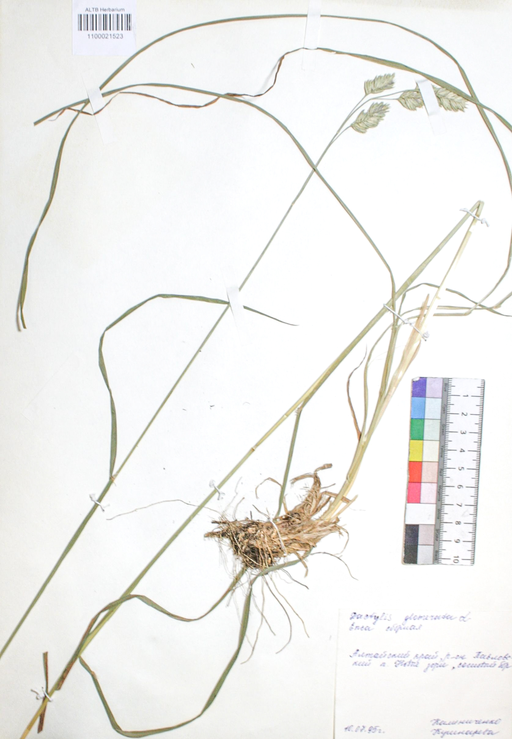 Dactylis glomerata L.