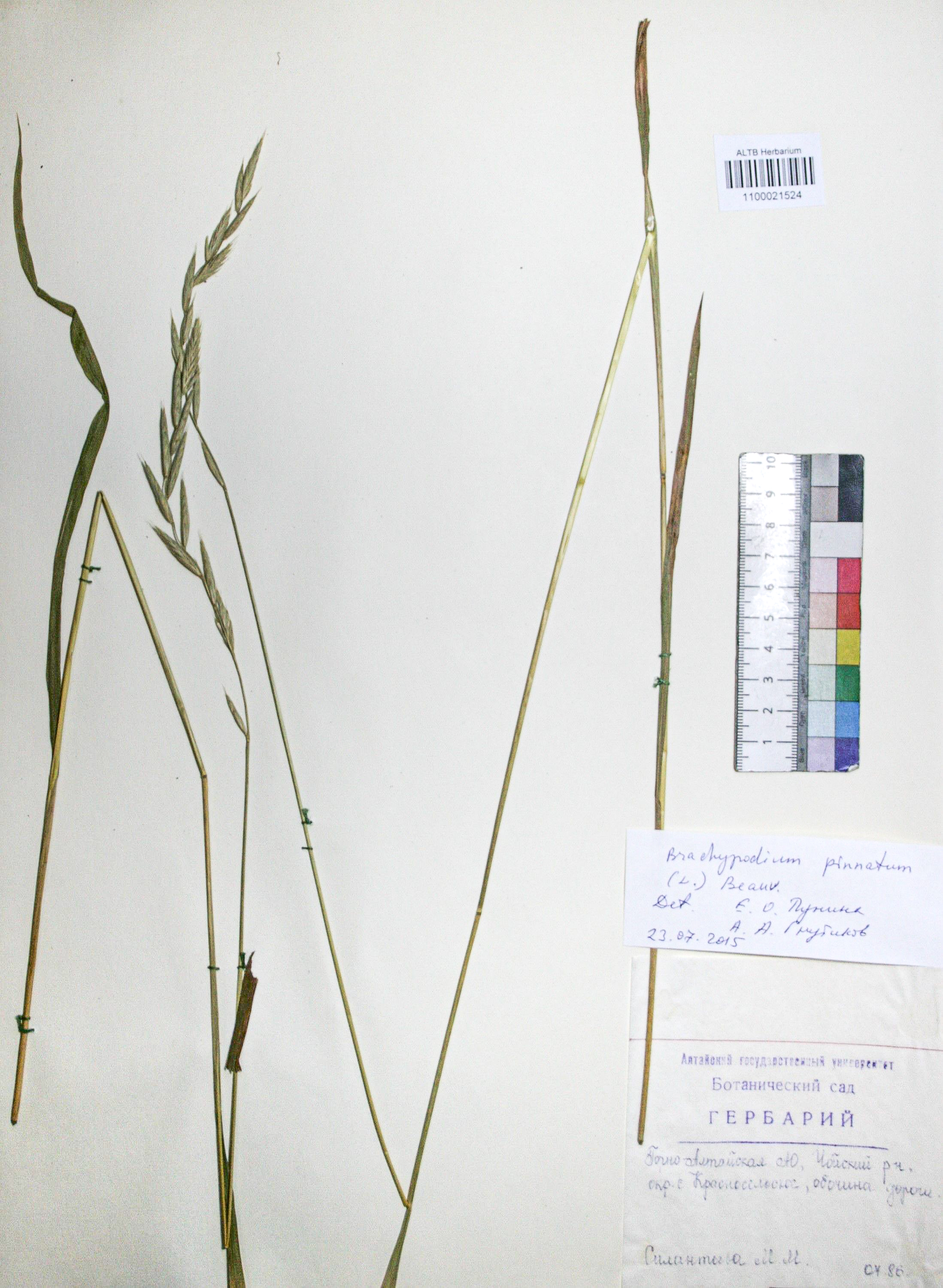 Brachypodium pinnatum (L.) Beauv. 