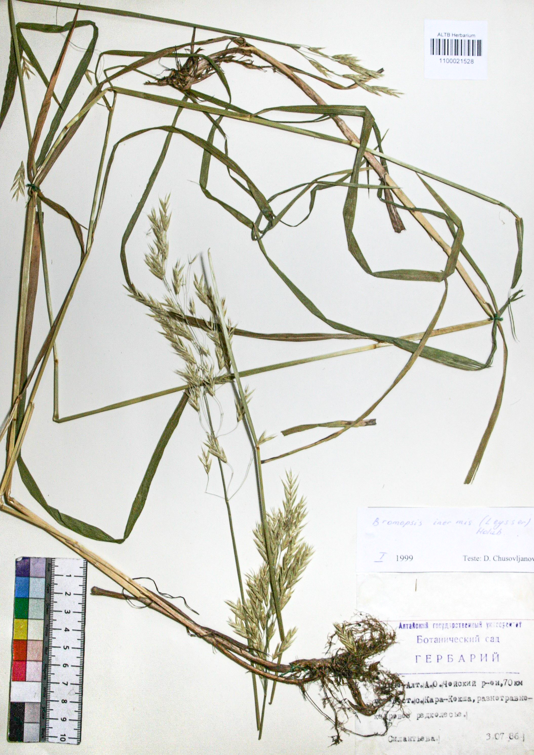Bromopsis inermis (Leyss.) Holub. 