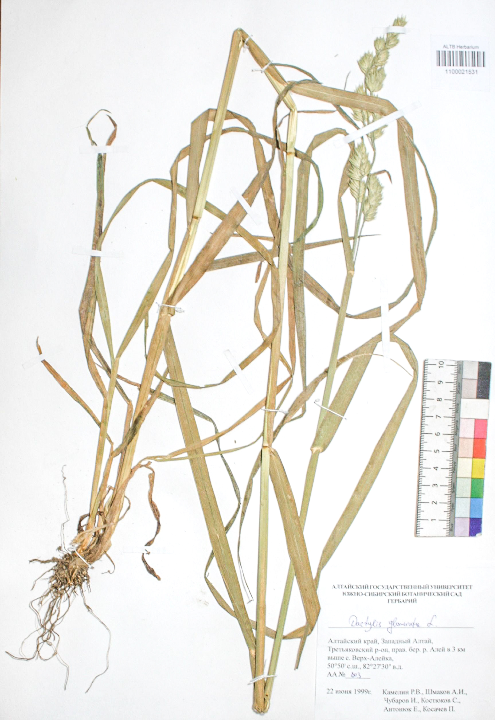 Dactylis glomerata L.