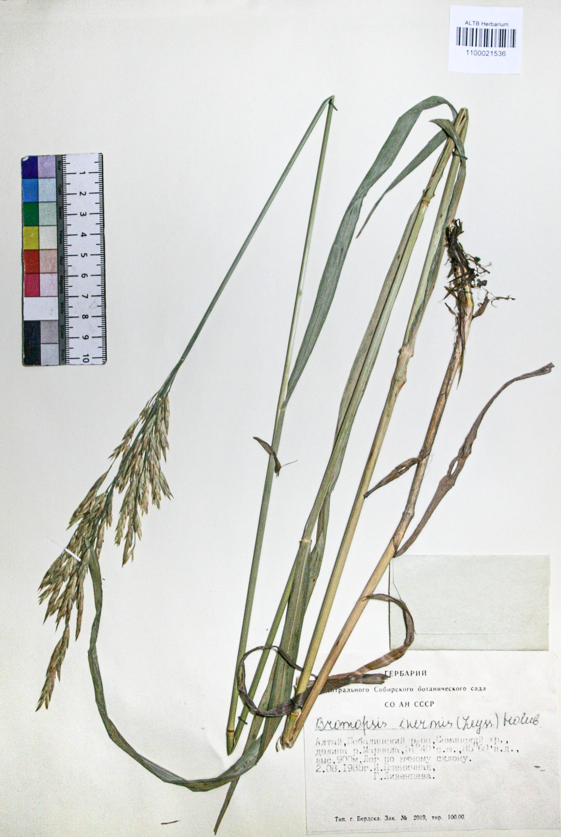 Bromopsis inermis (Leyss.) Holub. 