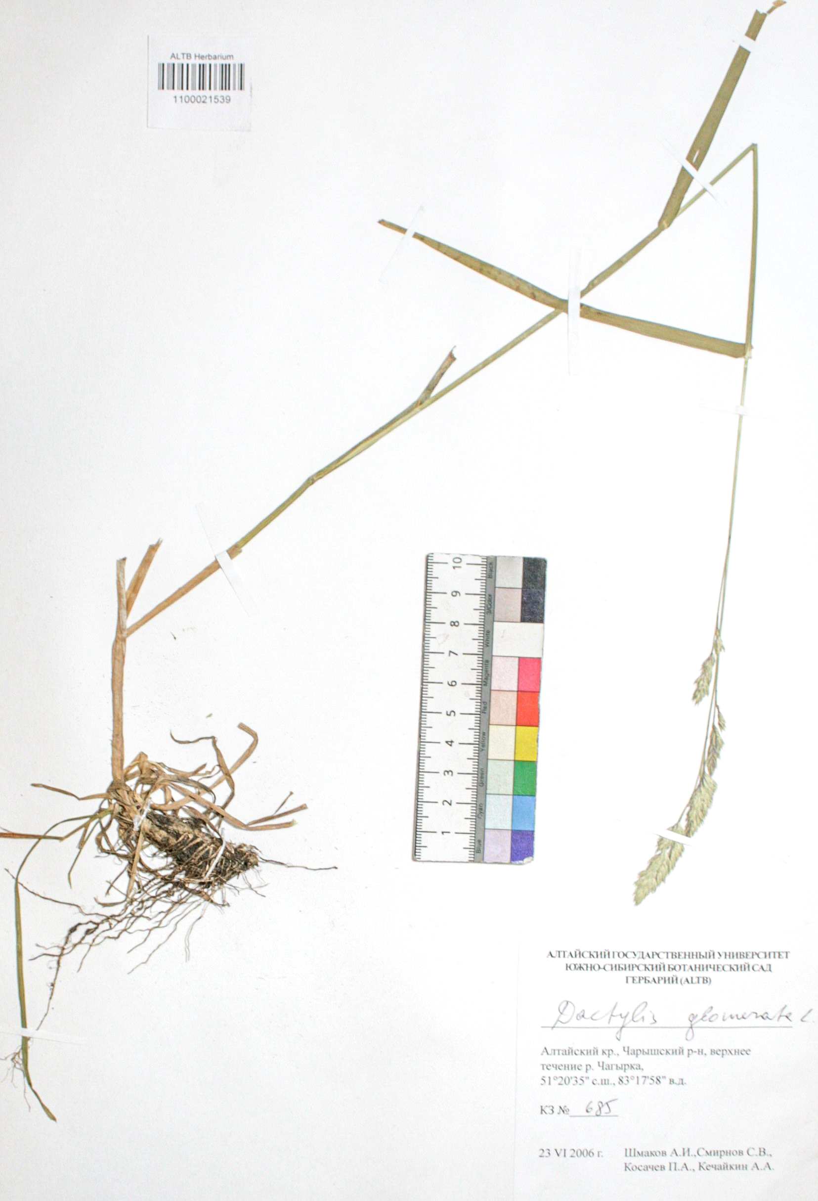 Dactylis glomerata L.