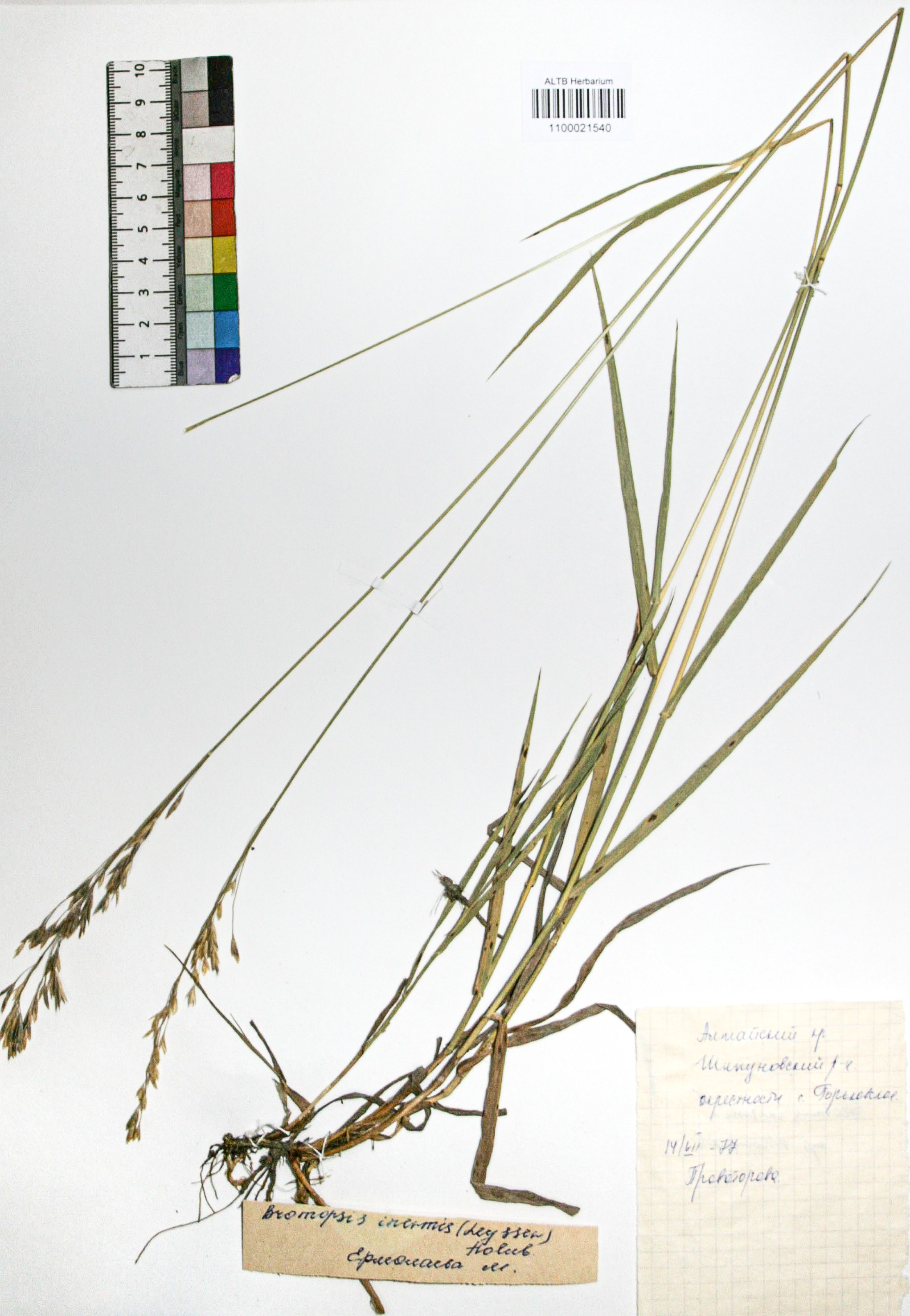 Bromopsis inermis (Leyss.) Holub. 
