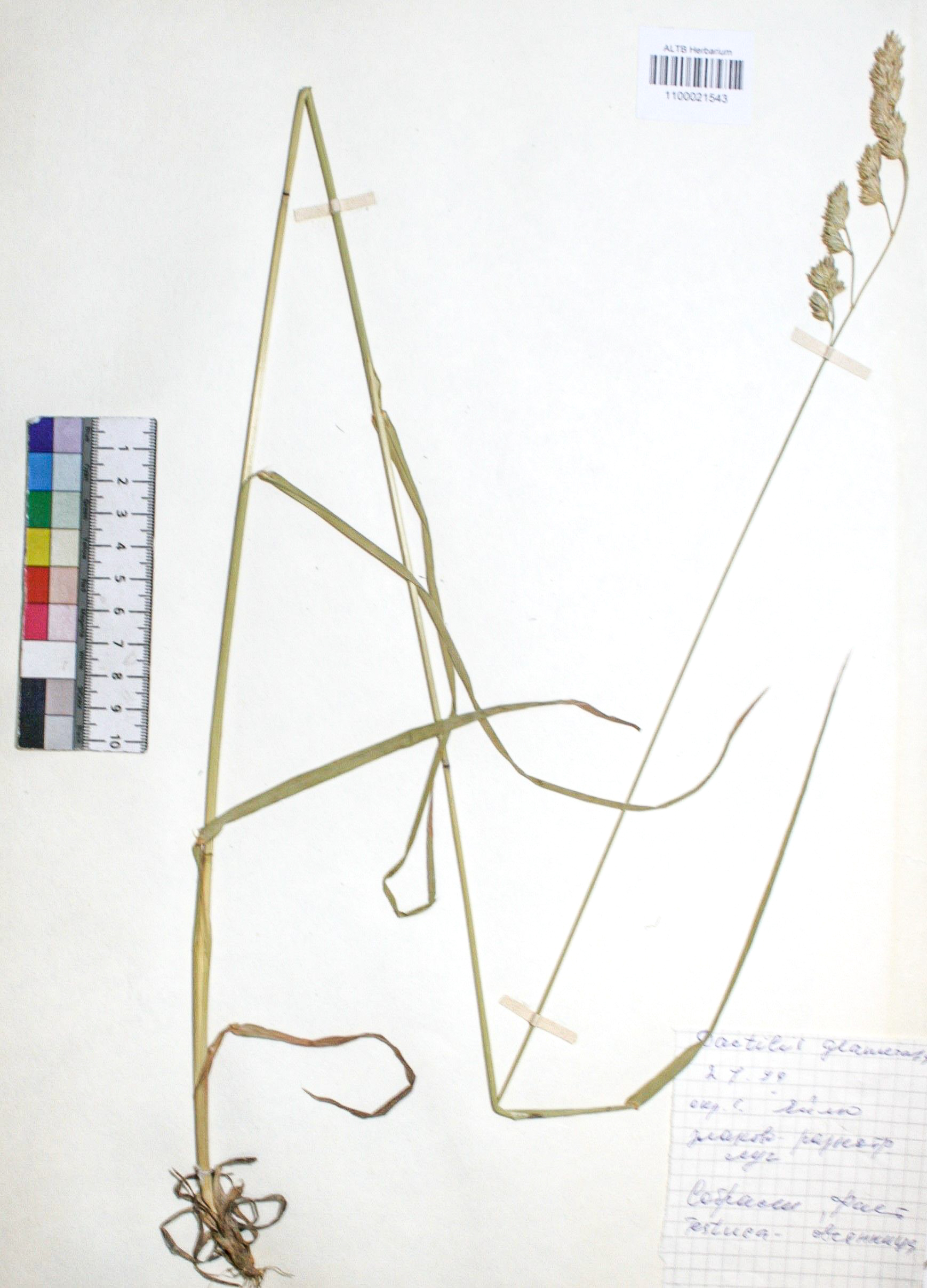 Dactylis glomerata L.