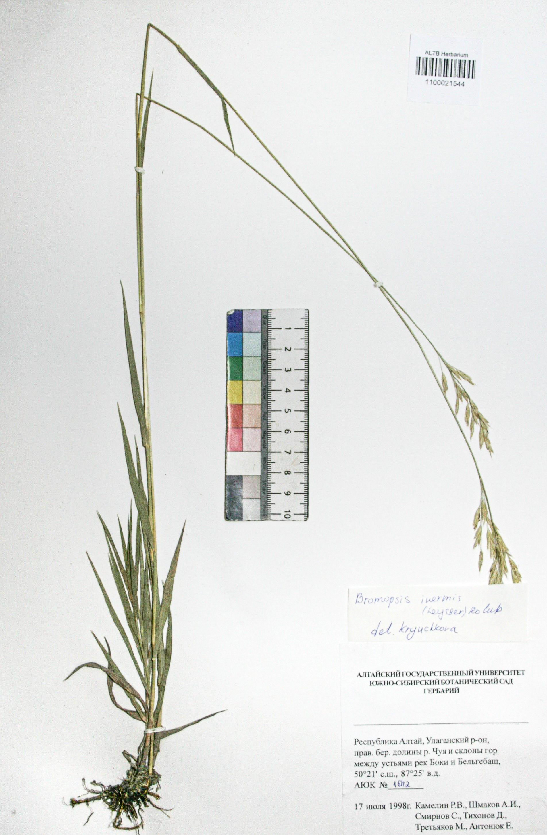 Bromopsis inermis (Leyss.) Holub. 