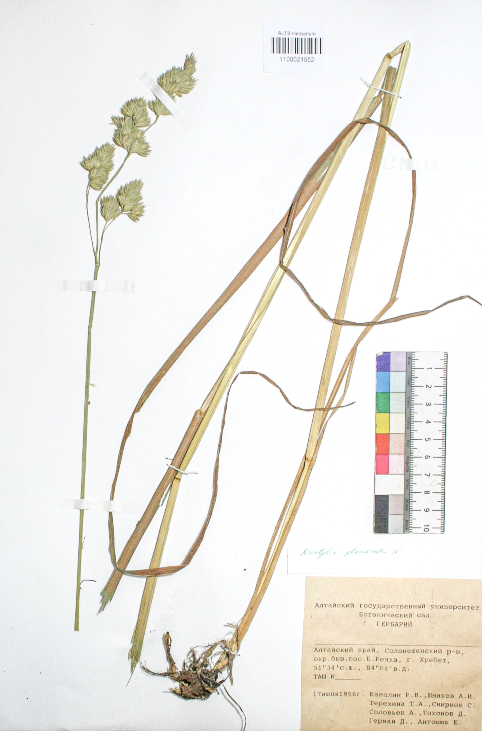 Dactylis glomerata L.