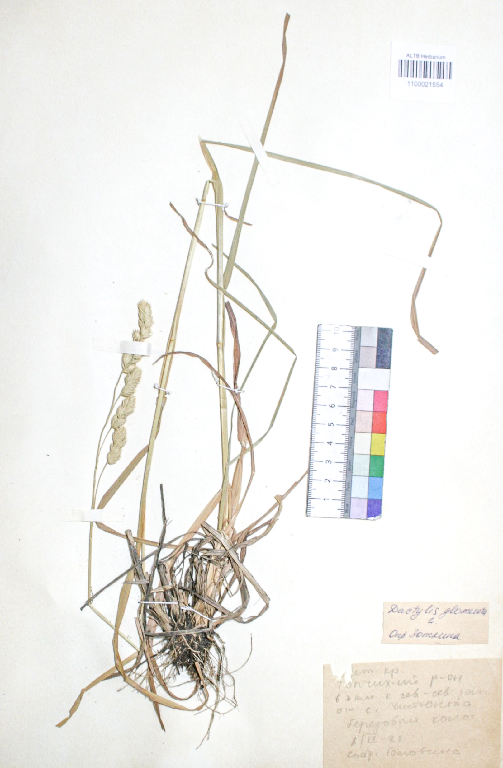 Dactylis glomerata L.