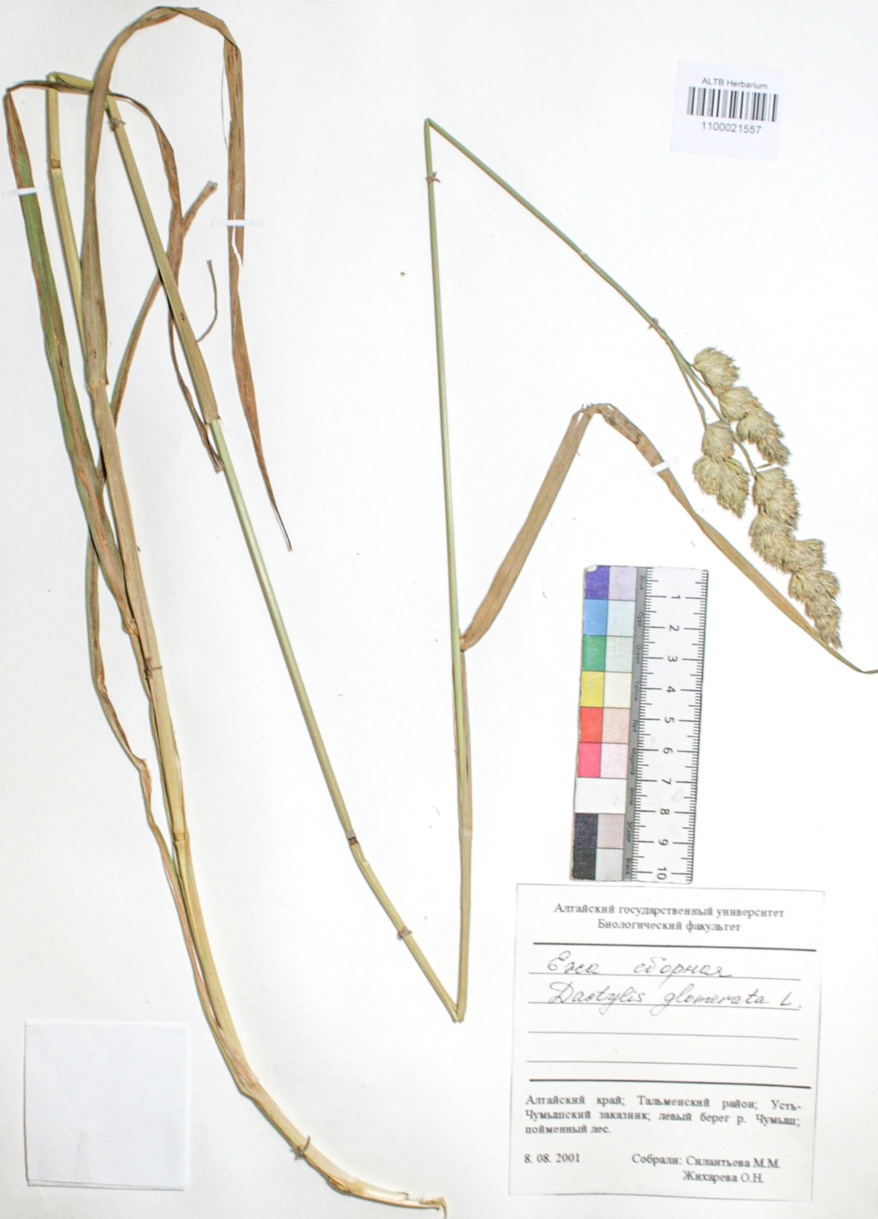 Dactylis glomerata L.