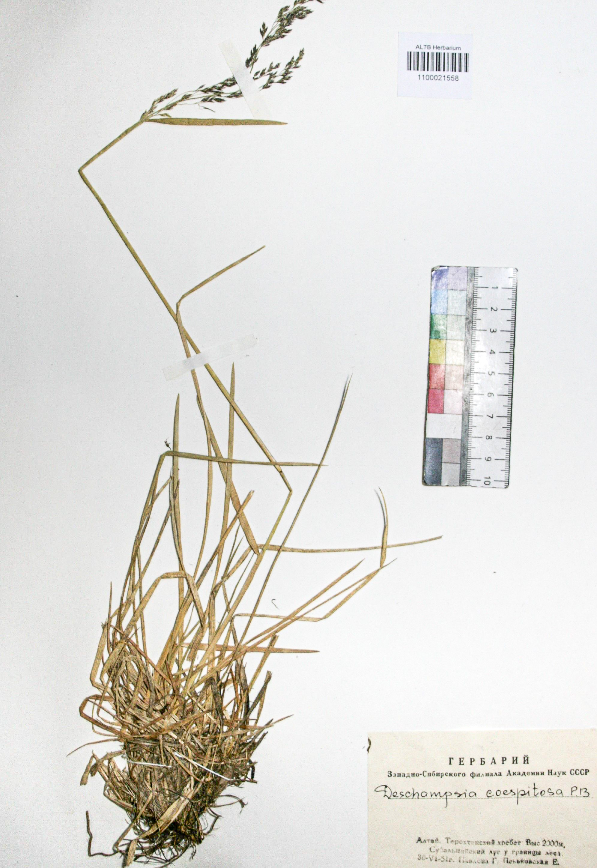 Deschampsia caespitosa (L.) Beauv.