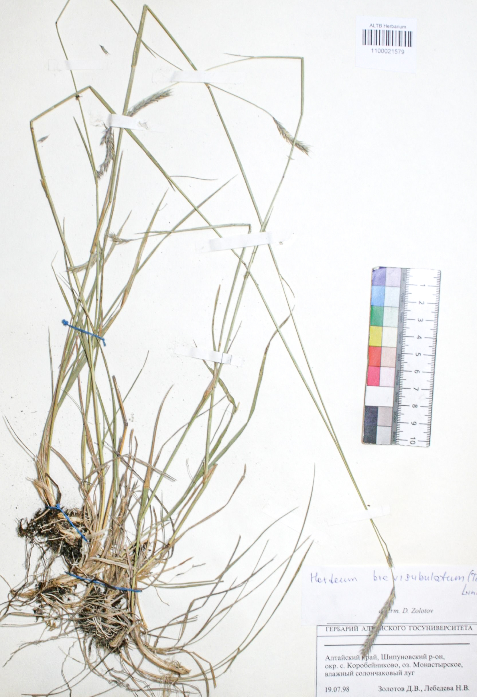 Hordeum brevisubulatum (Trin. ) Link