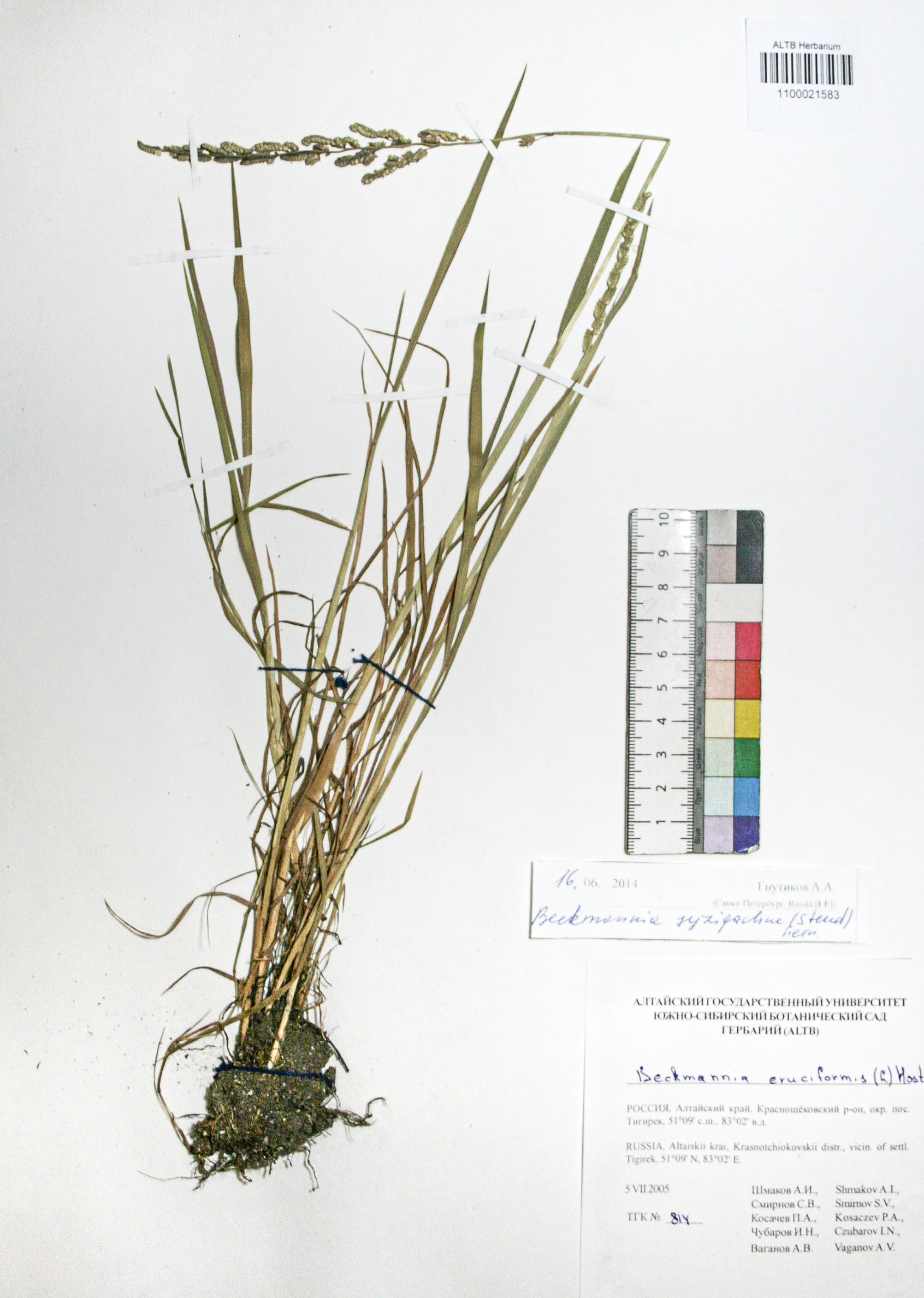 Beckmannia syzigachne (Steud.) Fern.