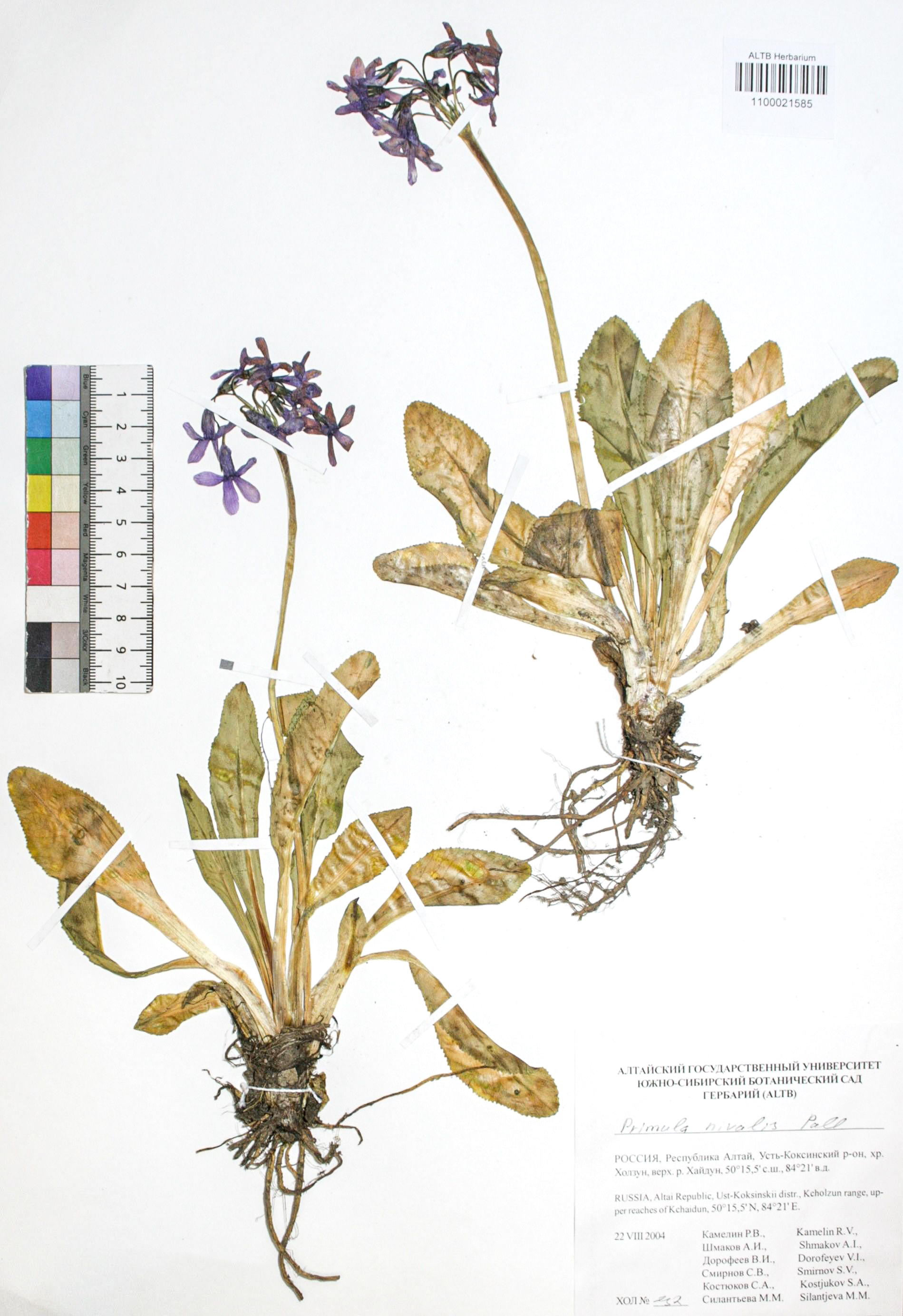 Primula nivalis Pall.