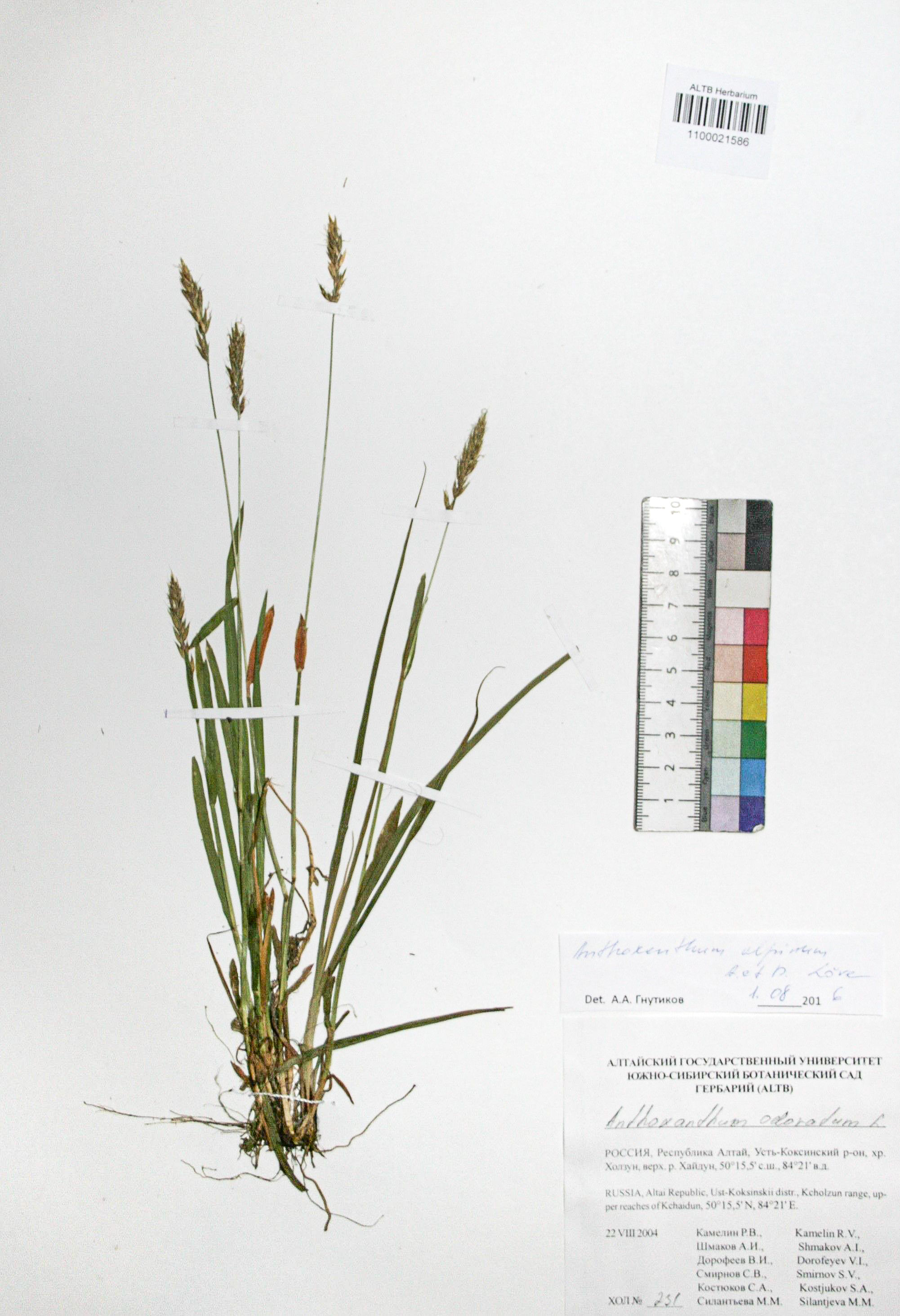 Anthoxanthum alpinum Á. Löve & D. Löve