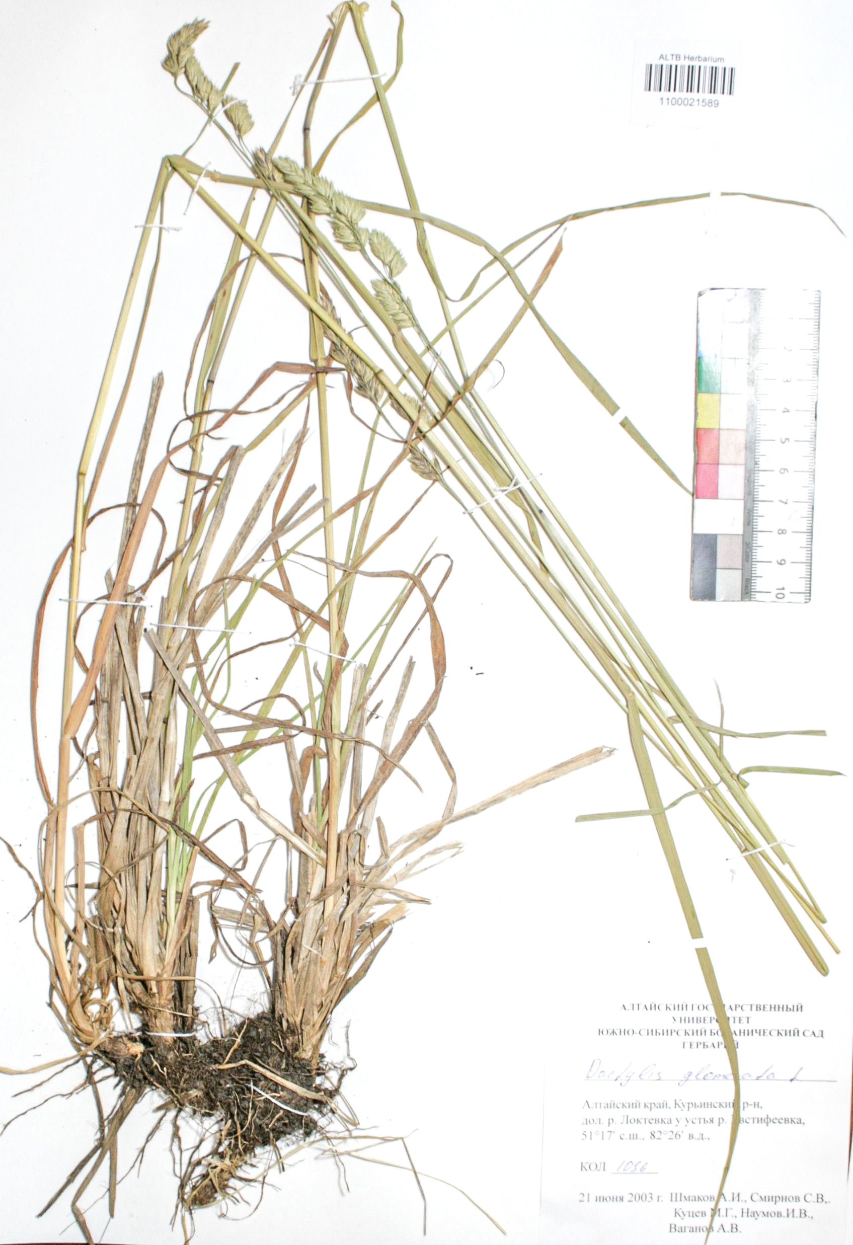 Dactylis glomerata L.