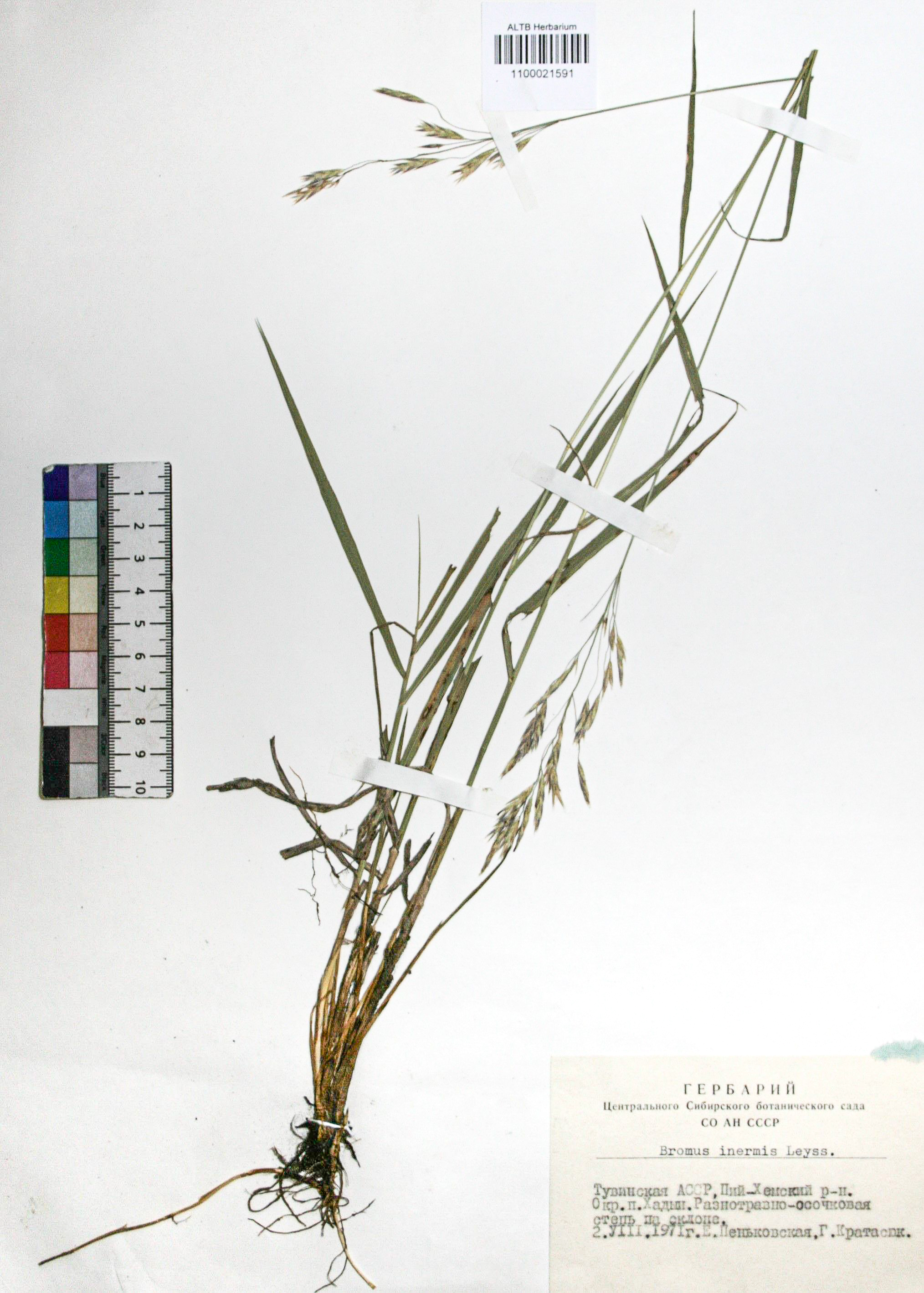 Bromopsis inermis (Leyss.) Holub. 