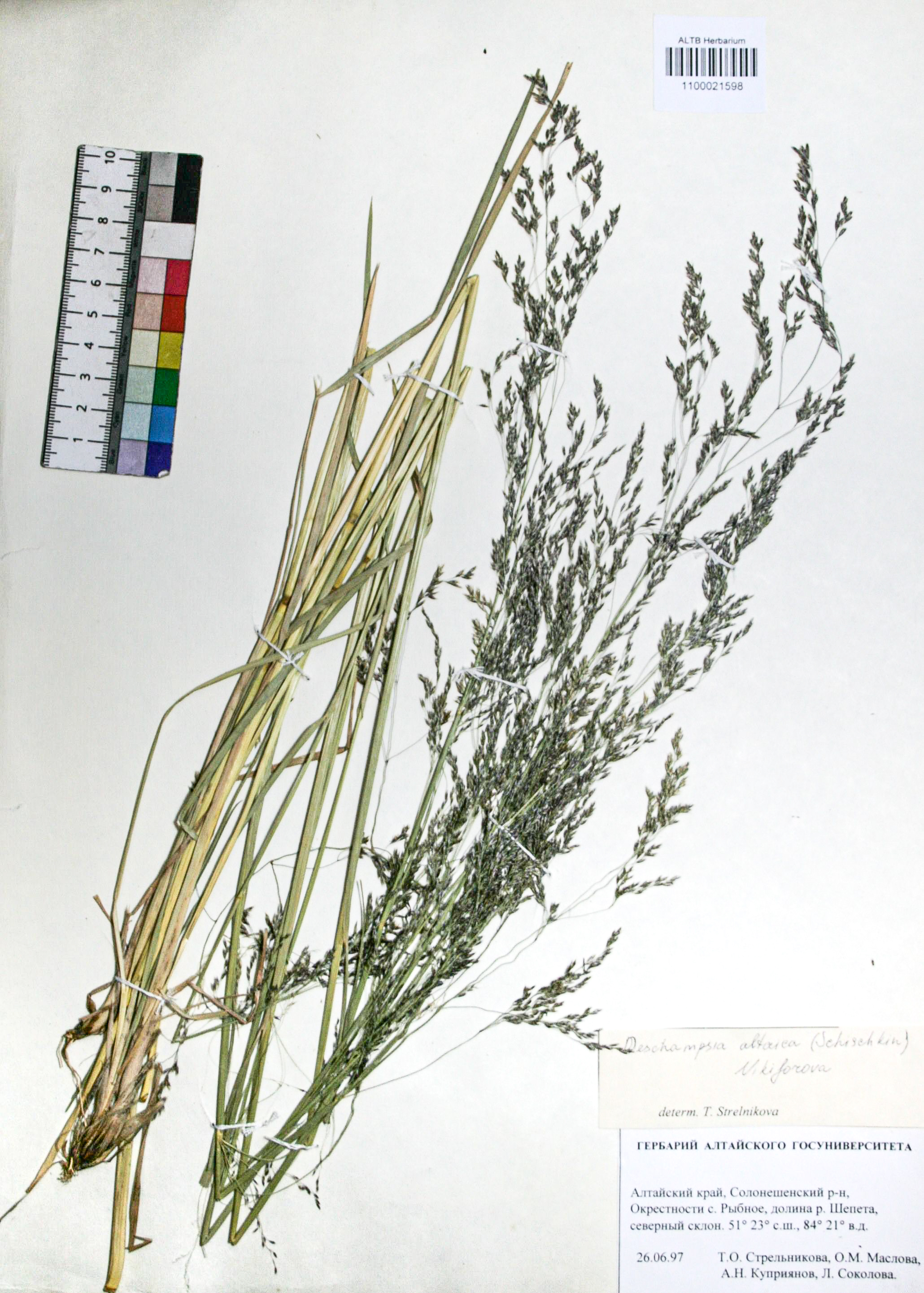Deschampsia caespitosa (L.) Beauv.