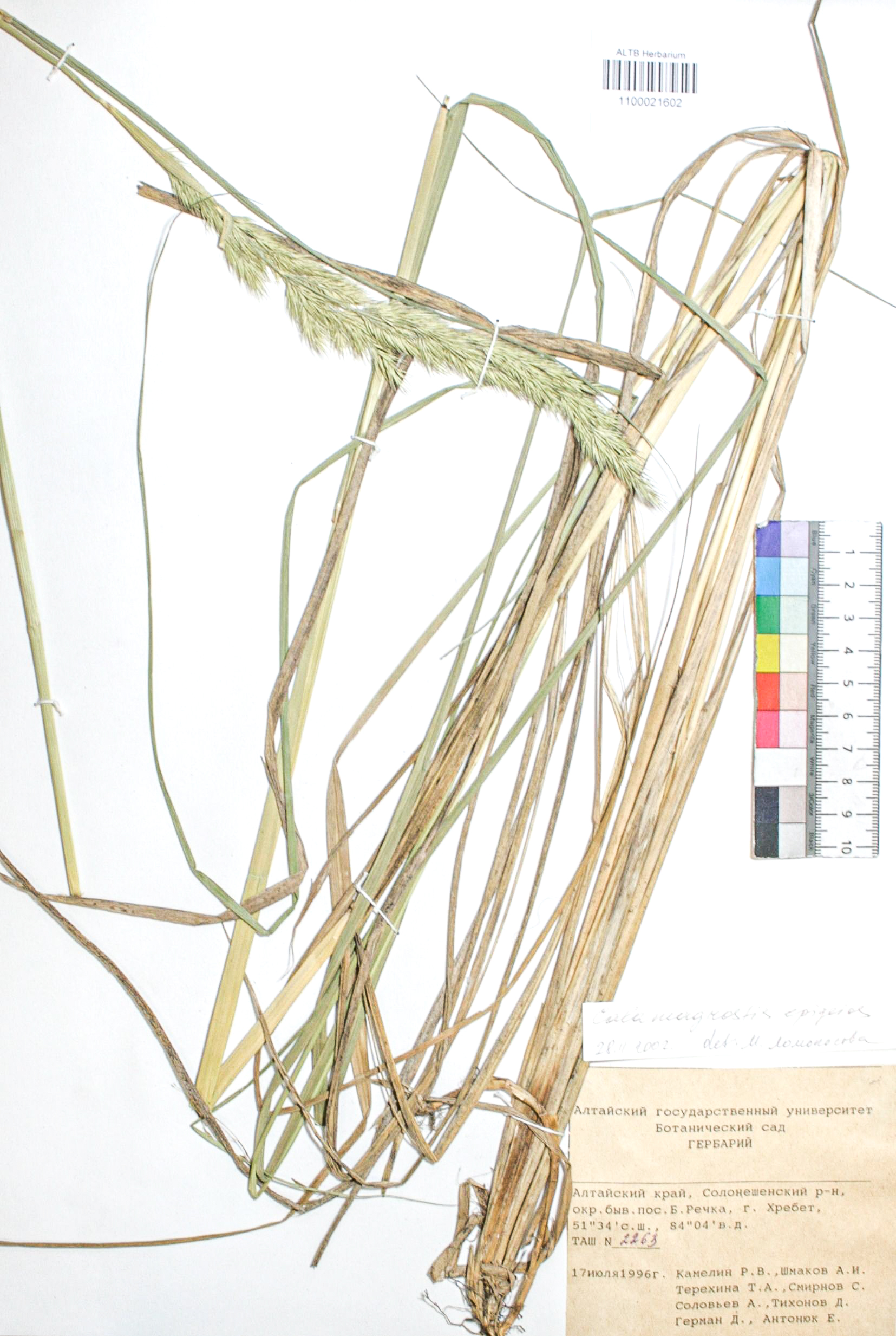 Calamagrostis macrolepis Litv.