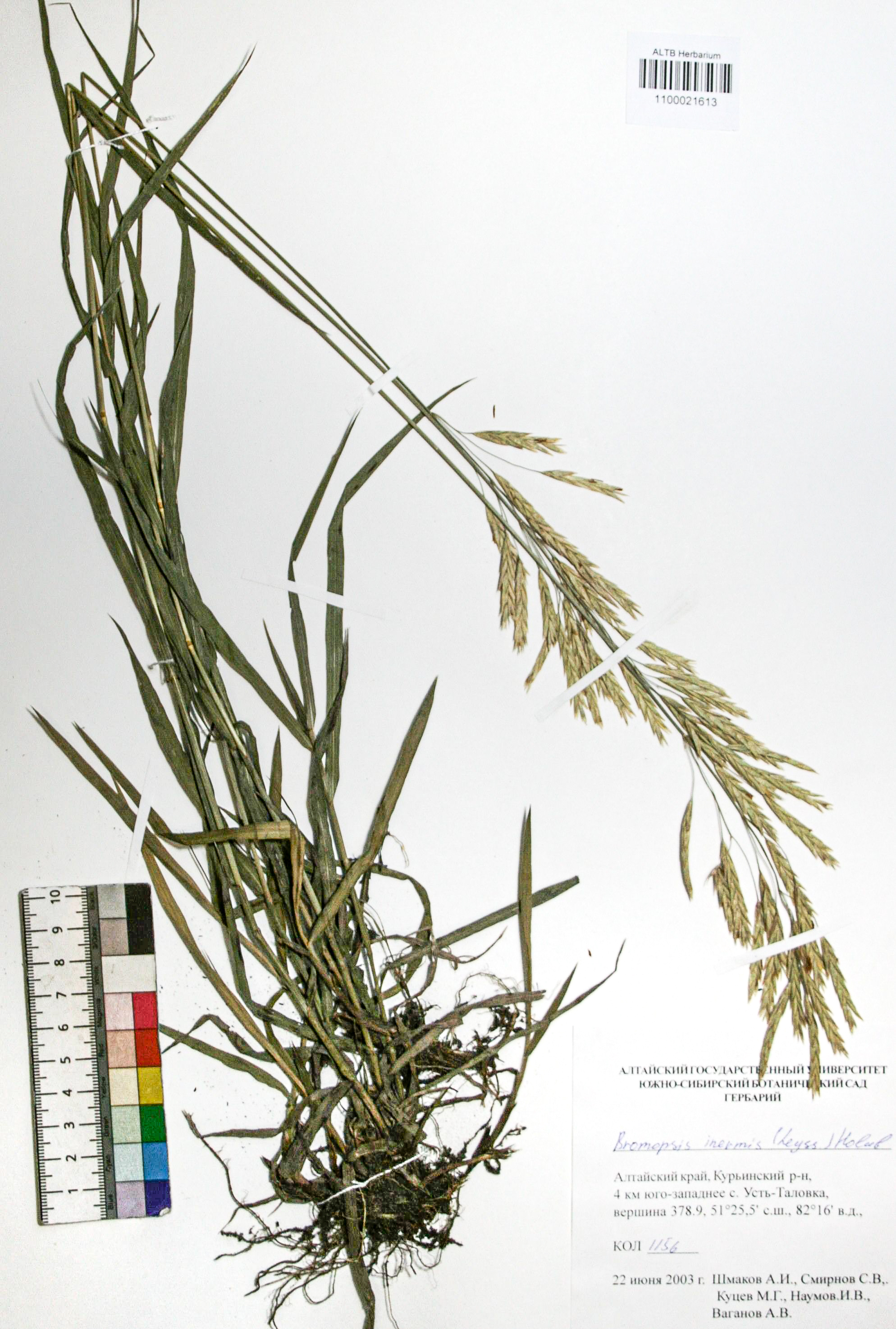 Bromopsis inermis (Leyss.) Holub. 