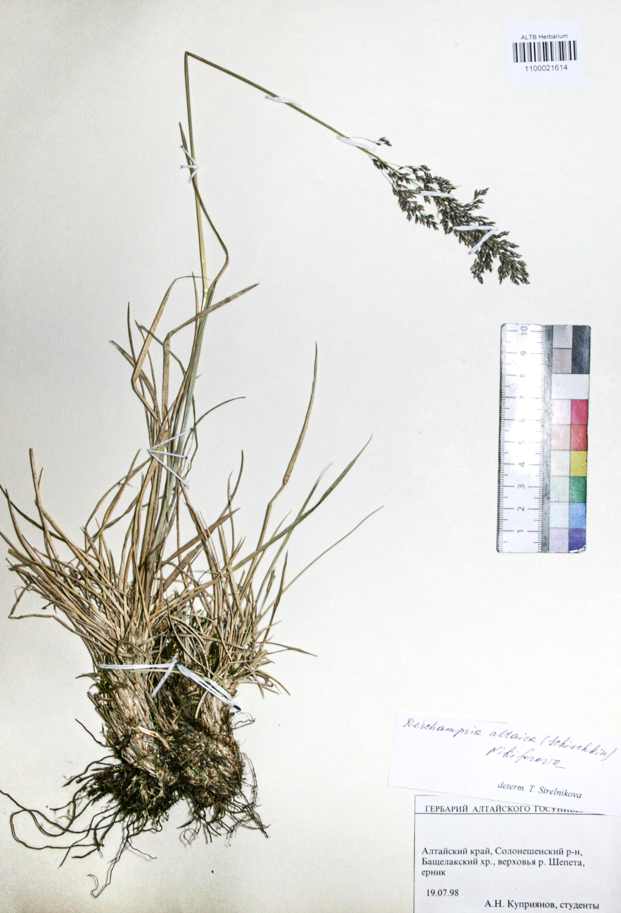 Deschampsia altaica (Schischk.) O.D. Nikif.