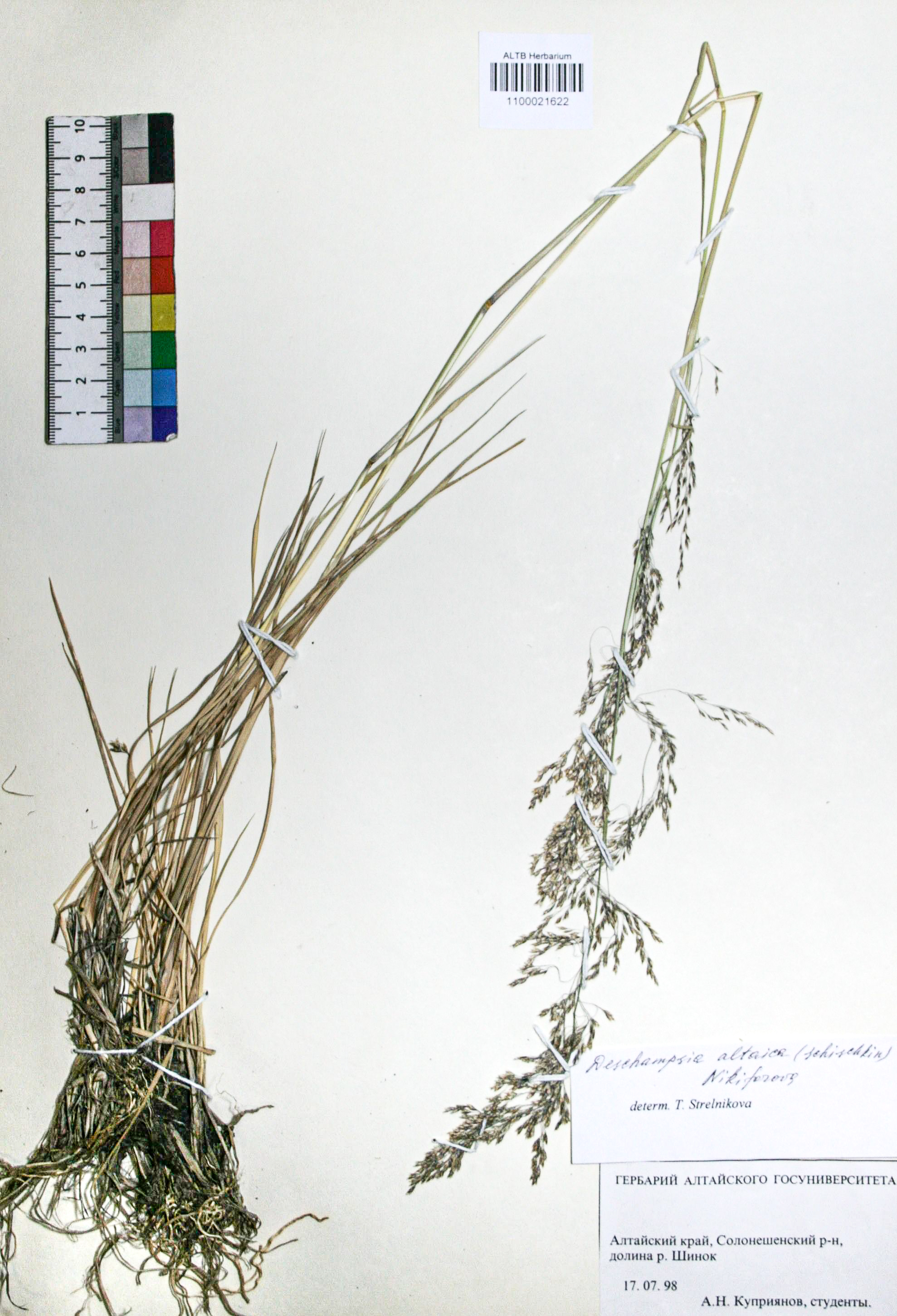 Deschampsia caespitosa (L.) Beauv.