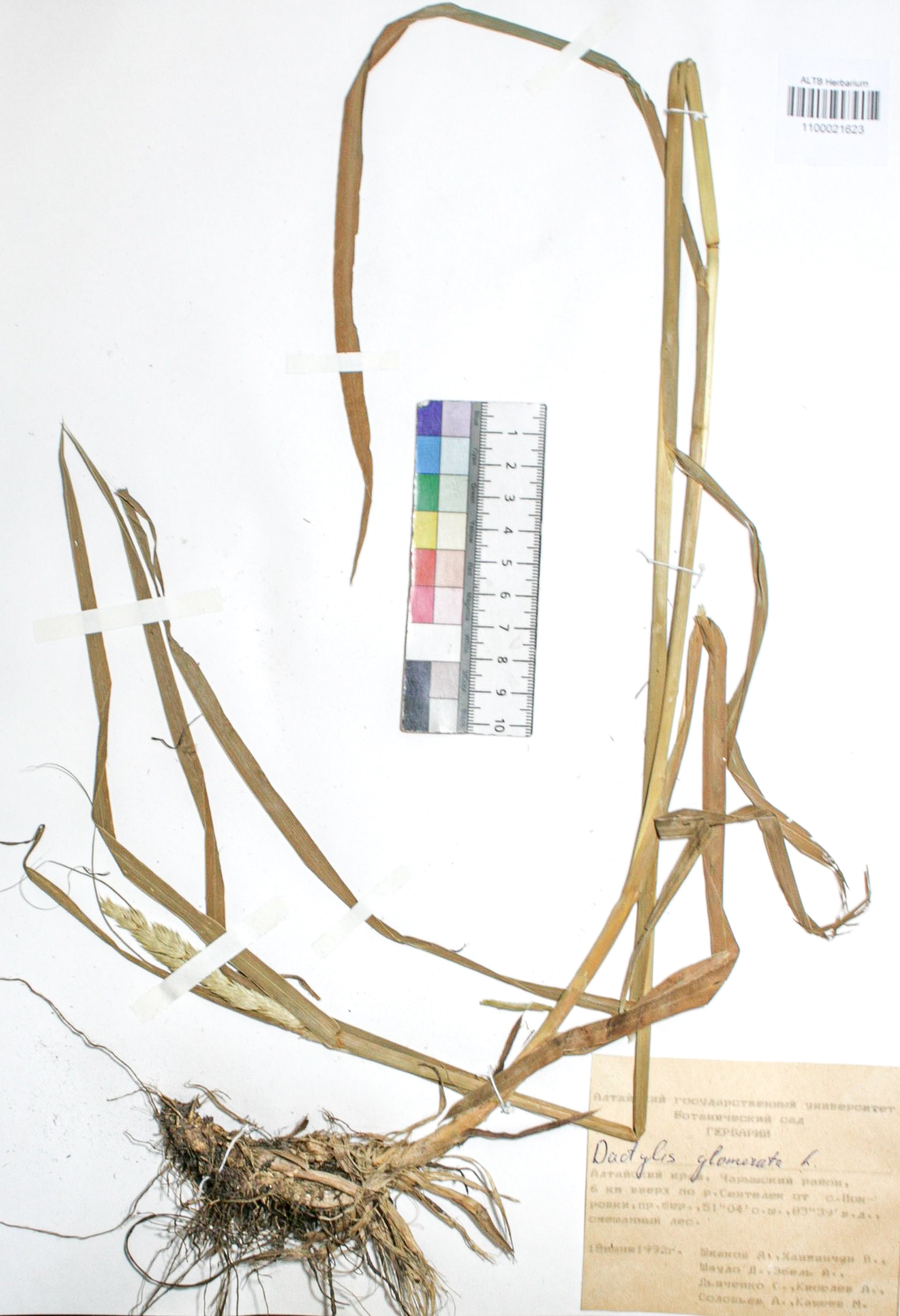 Dactylis glomerata L.