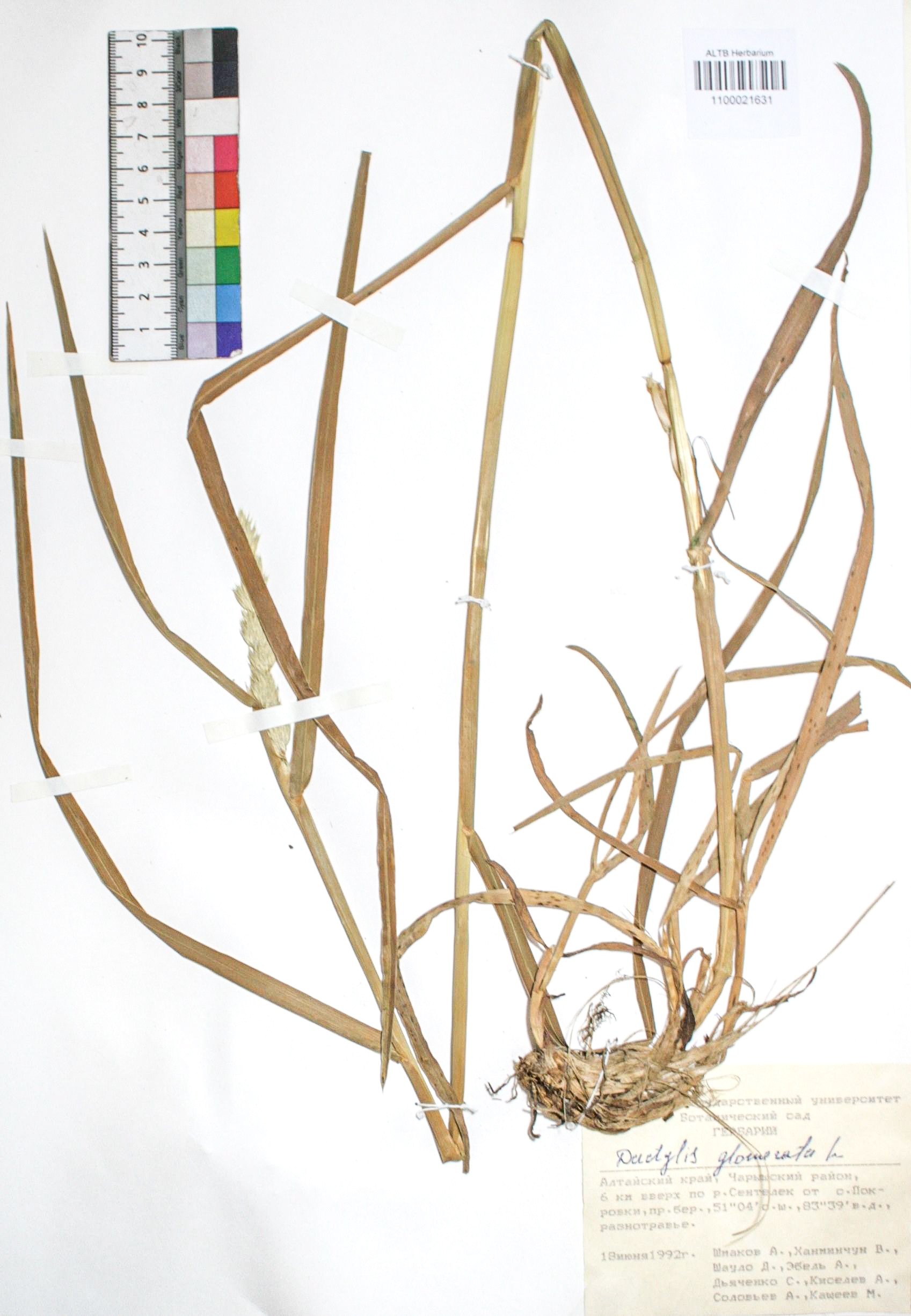 Dactylis glomerata L.