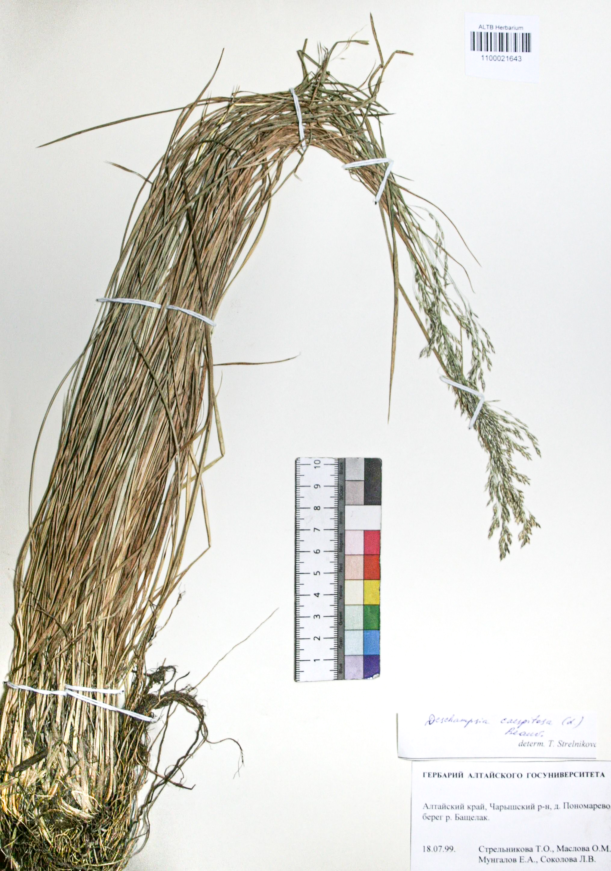 Deschampsia caespitosa (L.) Beauv.