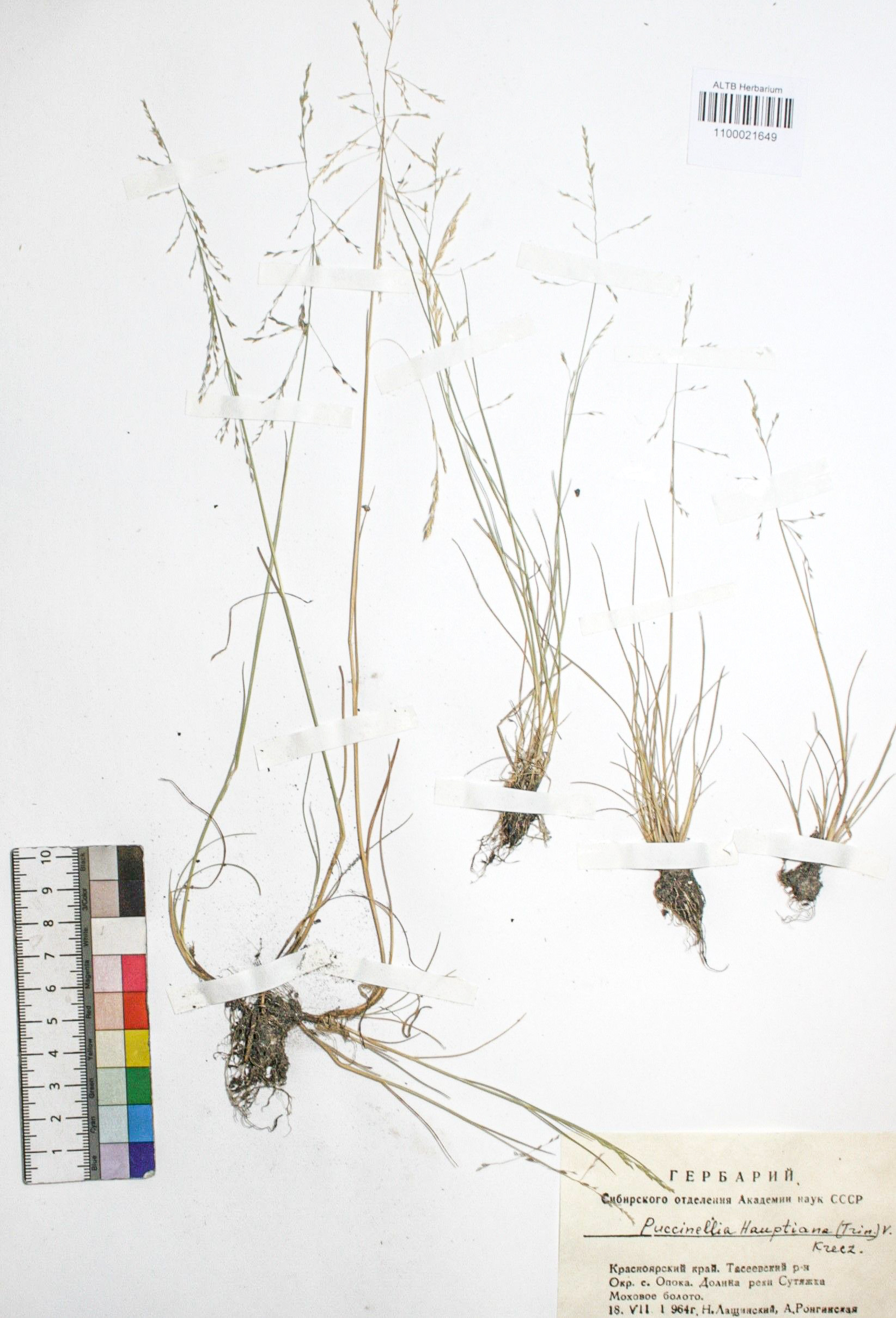 Puccinellia hauptiana (V.I.Krecz.) Kitag.