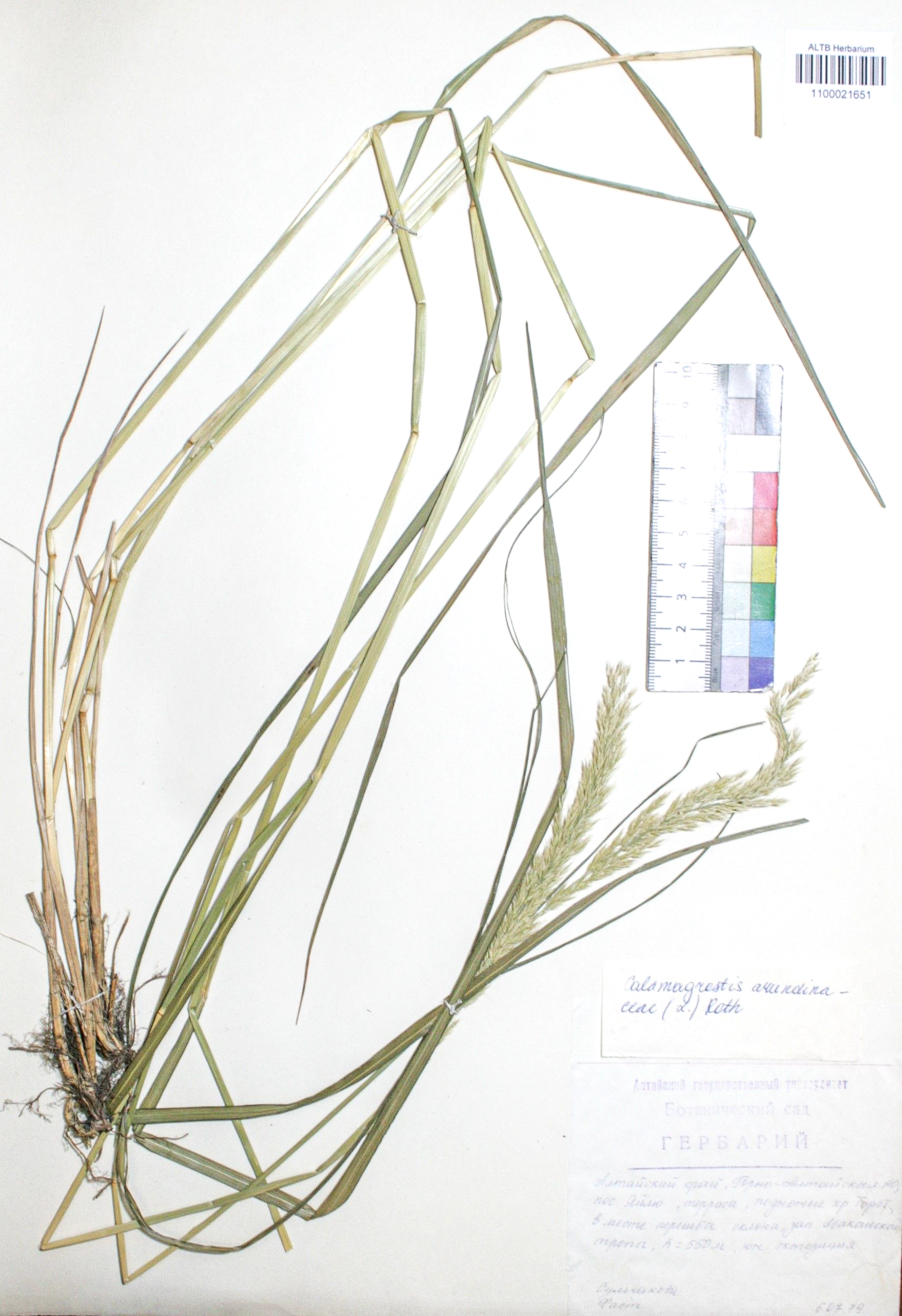Calamagrostis arundinacea (L.) Roth