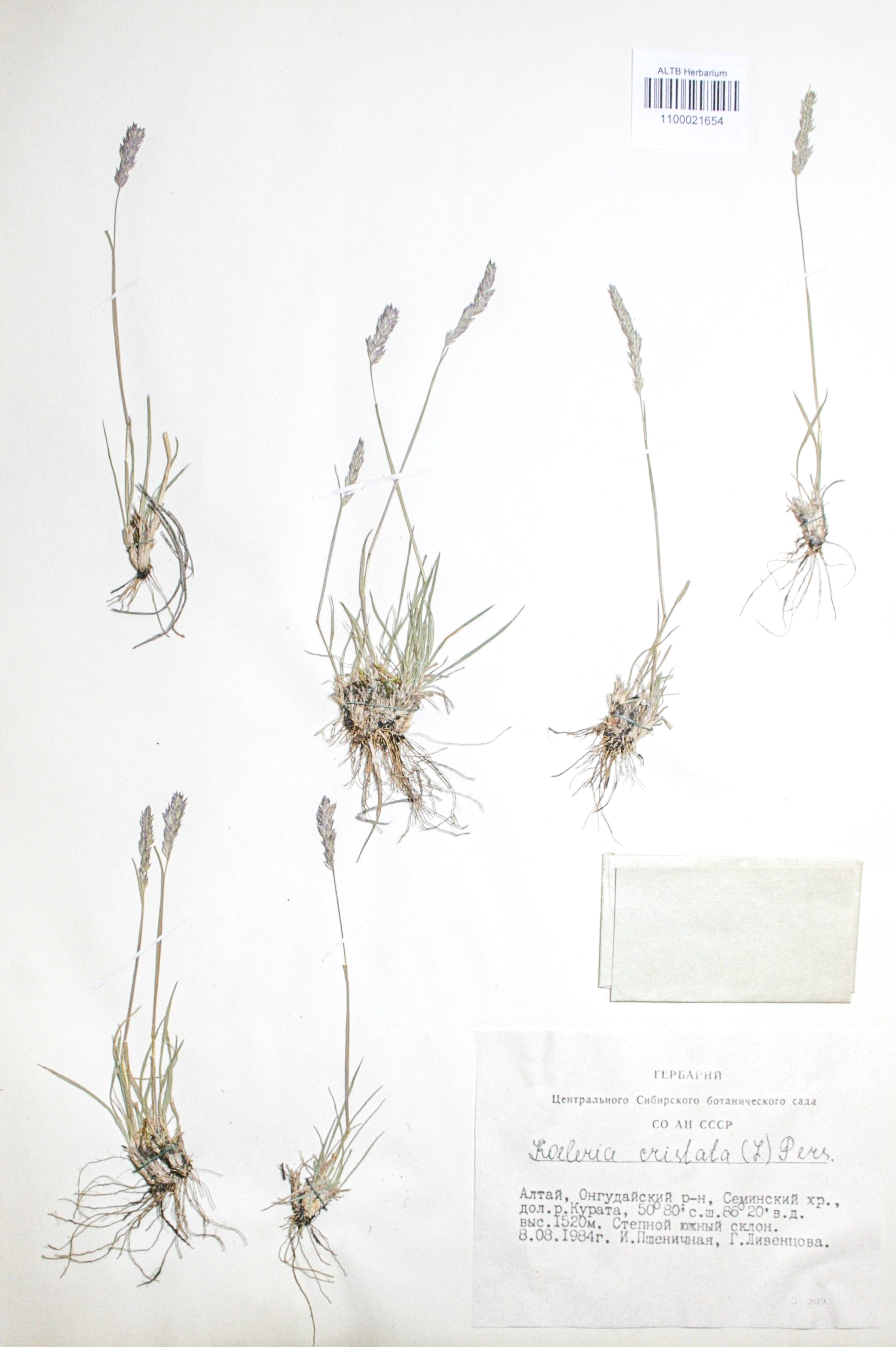Koeleria cristata (L.) Pers. s. str.