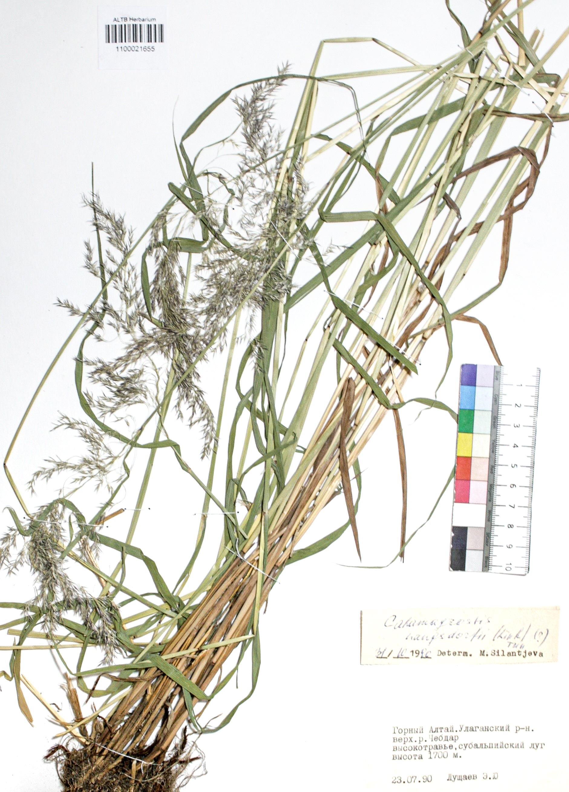 Calamagrostis langsdorffii (Link) Trin.