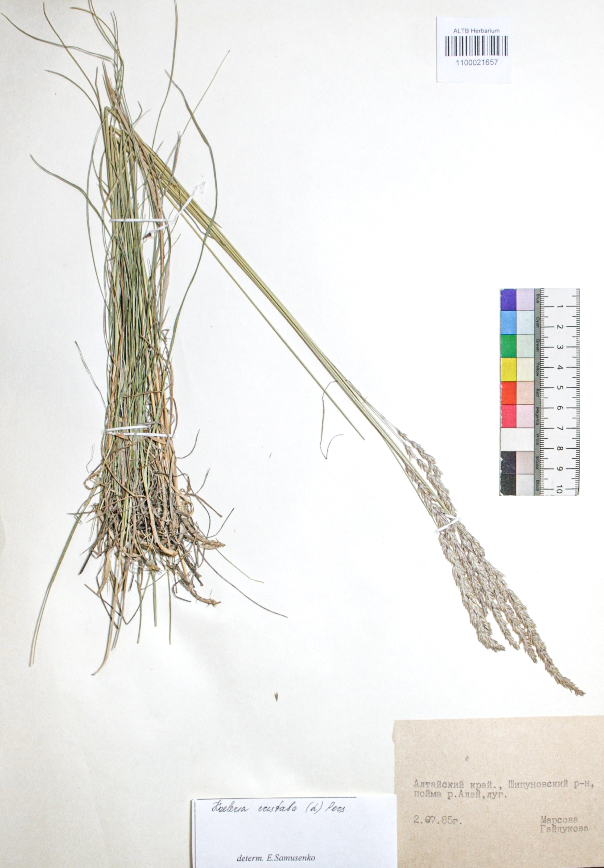 Koeleria cristata (L.) Pers. s. str.
