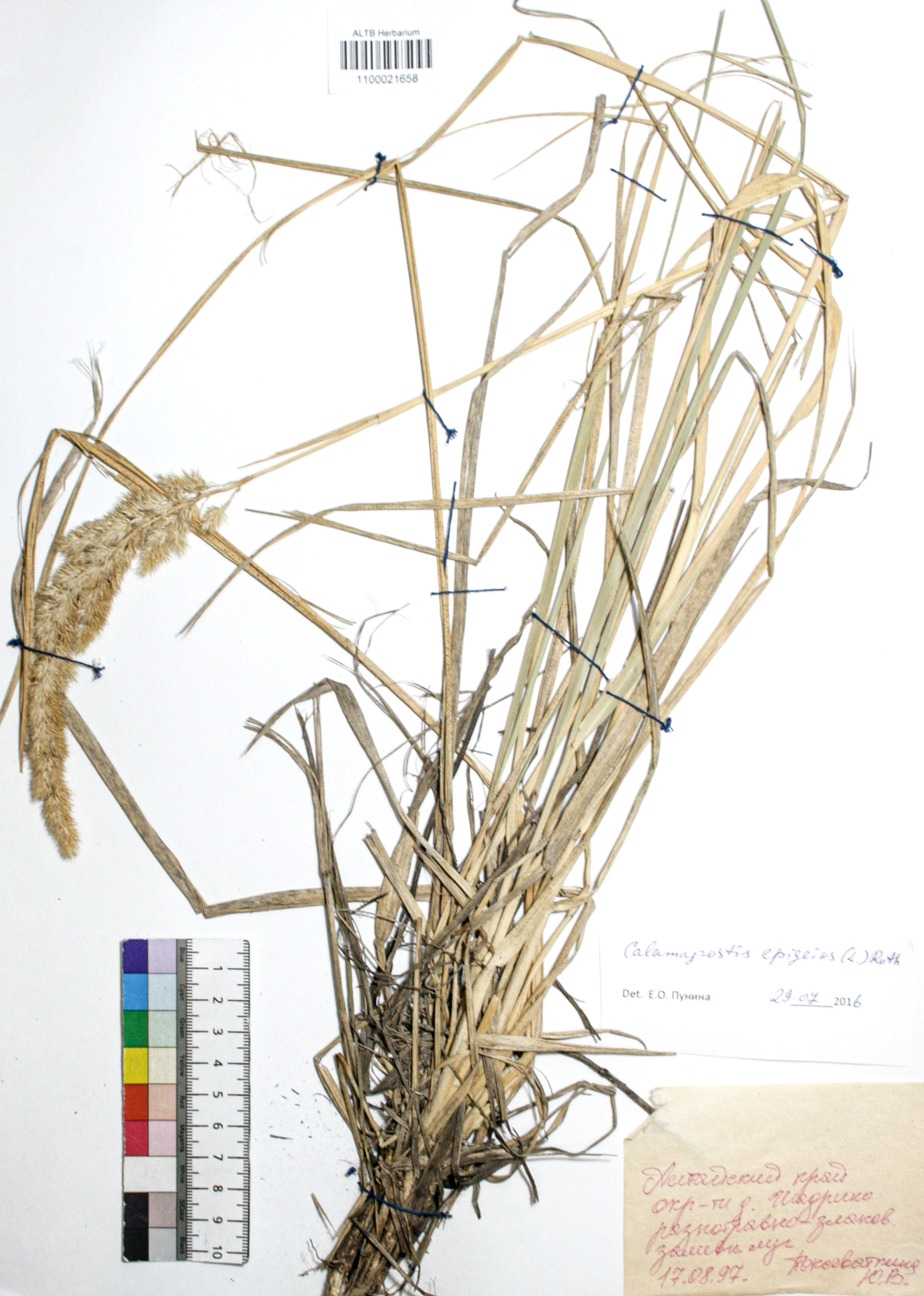 Calamagrostis epigejos (L.) Roth
