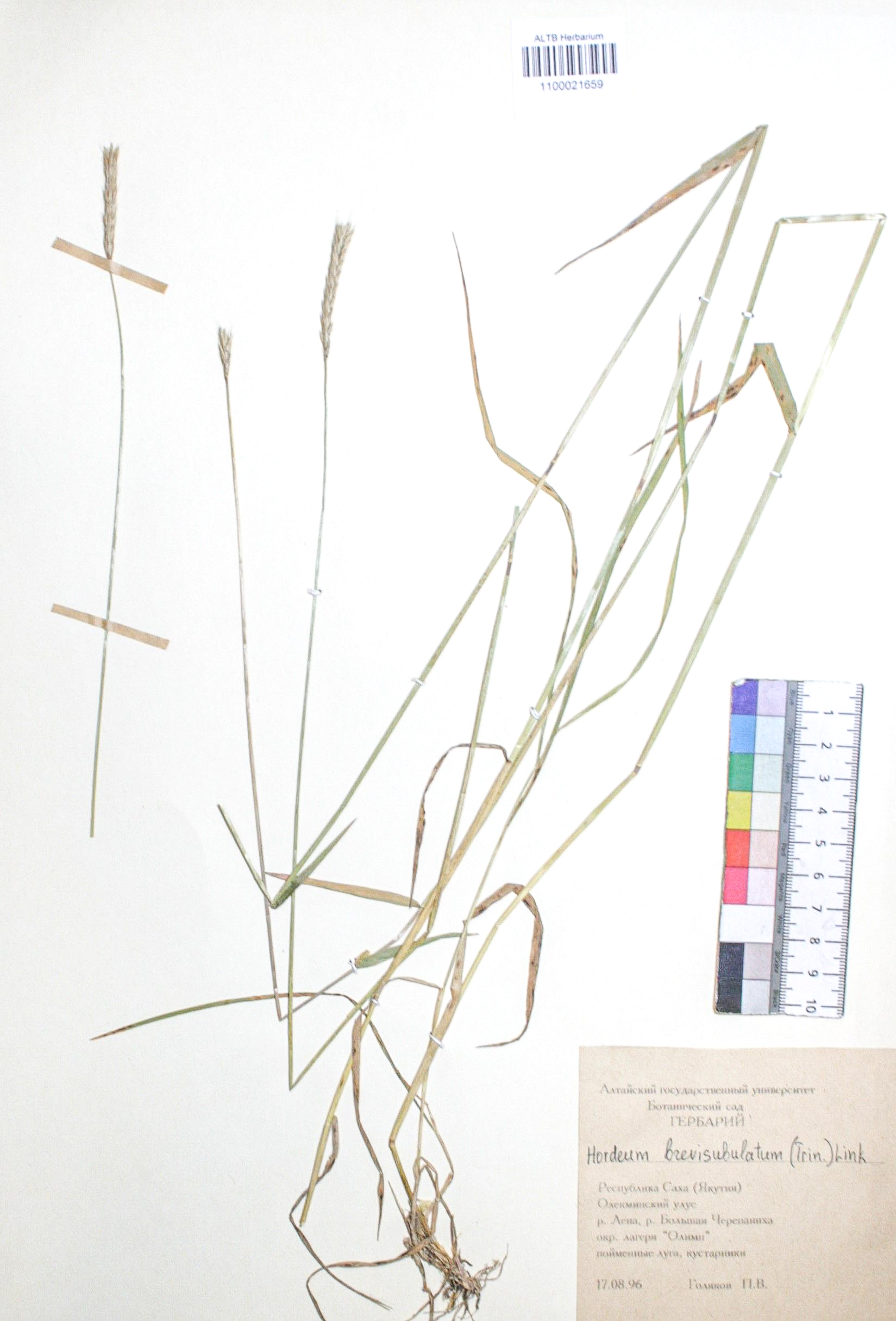 Hordeum brevisubulatum (Trin. ) Link