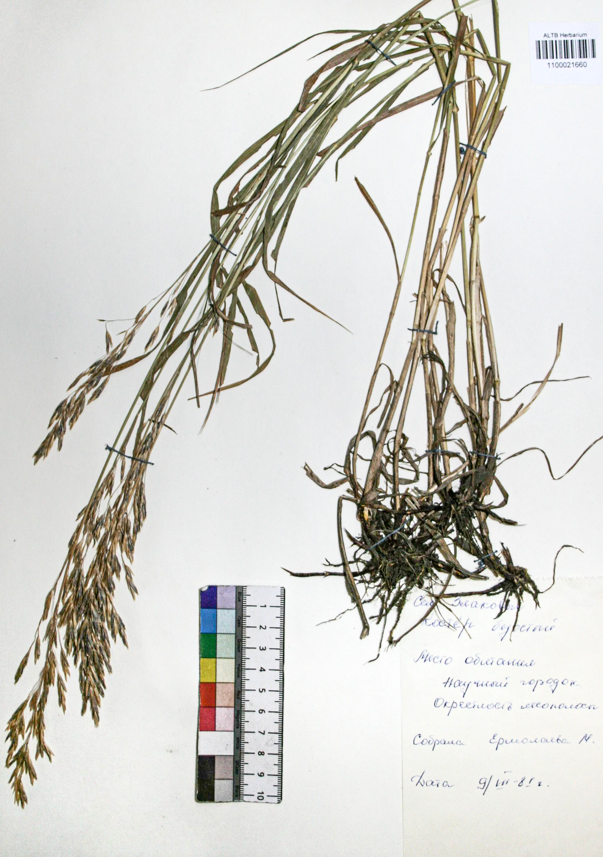 Bromopsis inermis (Leyss.) Holub. 