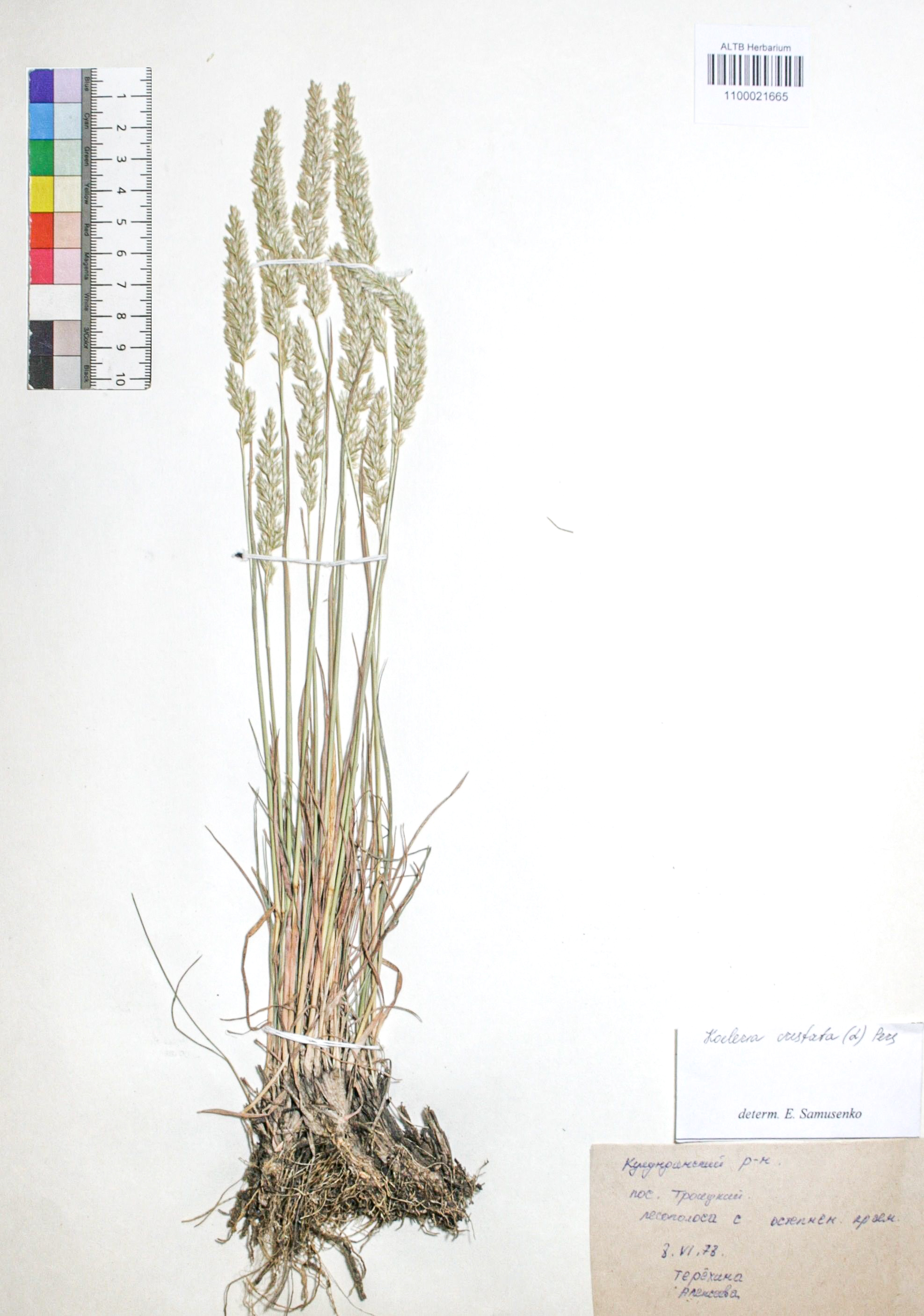 Koeleria cristata (L.) Pers. s. str.