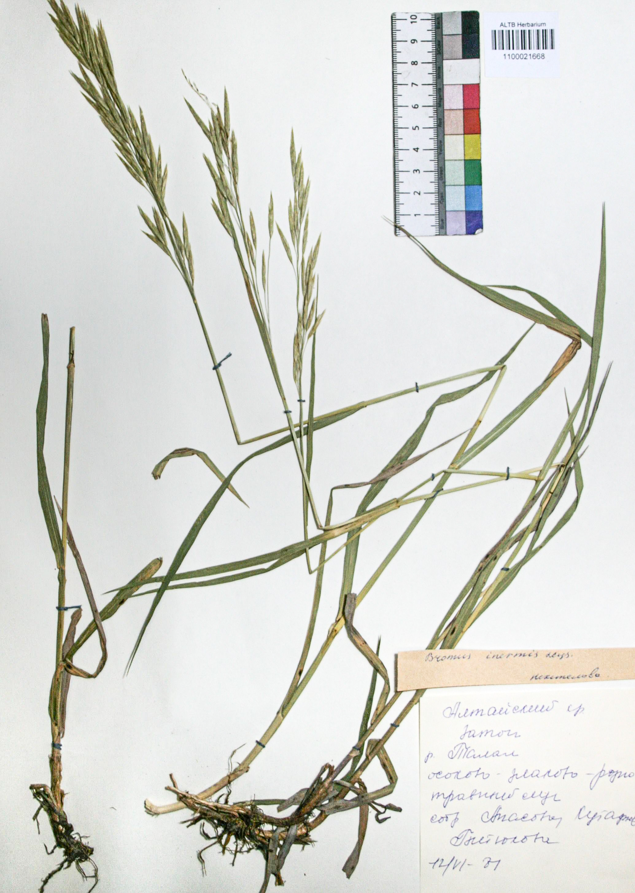 Bromopsis inermis (Leyss.) Holub. 