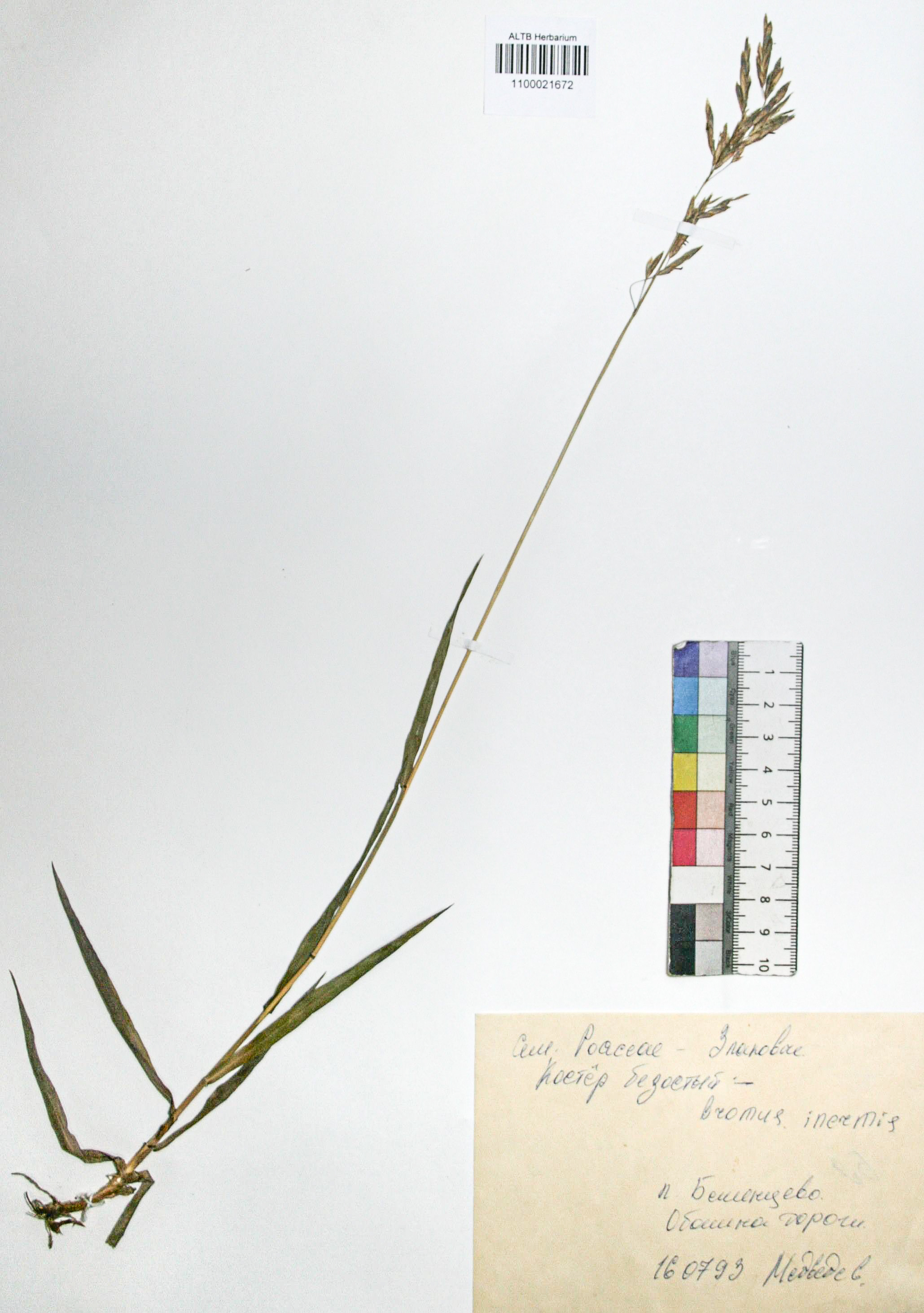 Bromopsis inermis (Leyss.) Holub. 