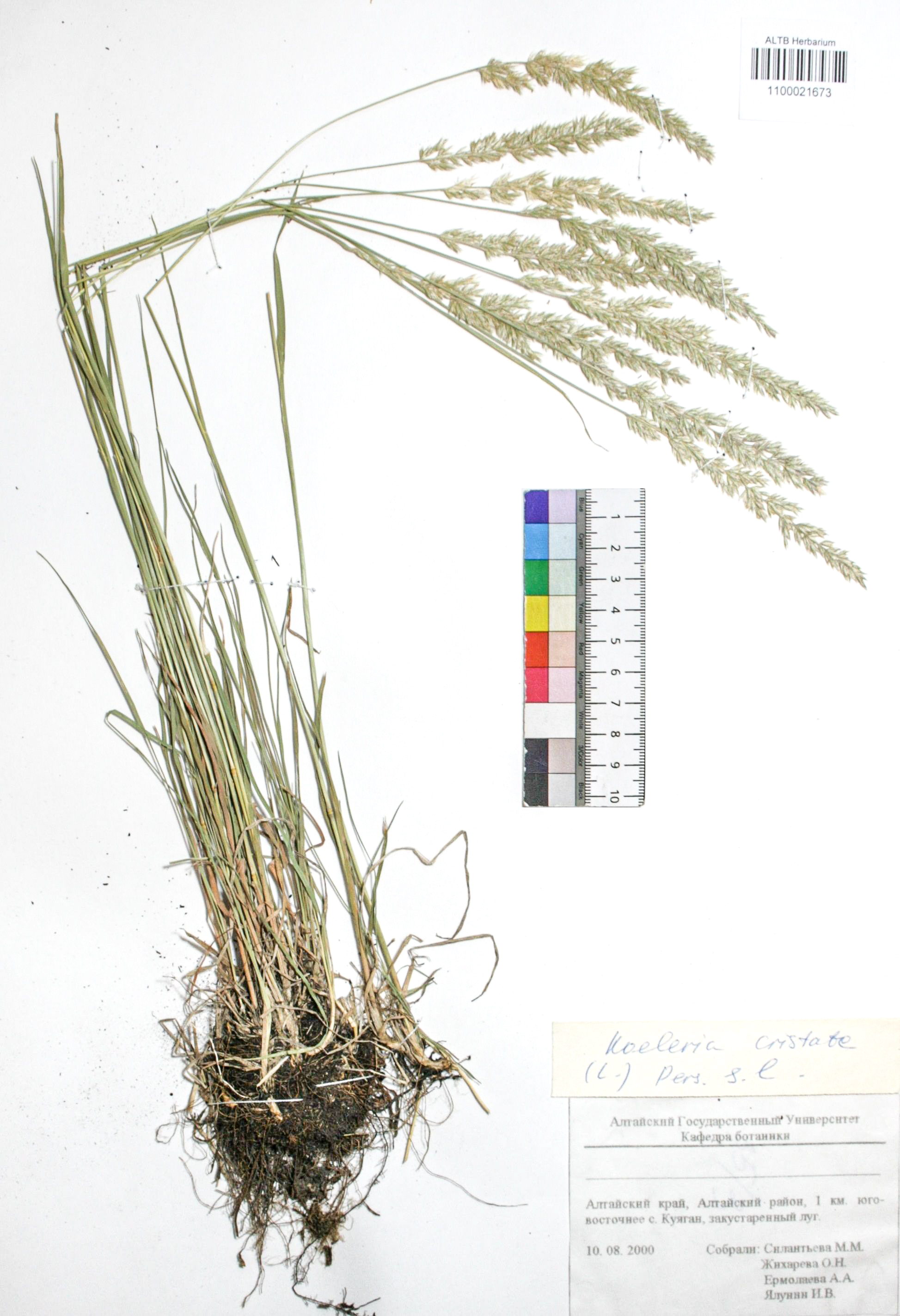 Koeleria cristata (L.) Pers. s. str.