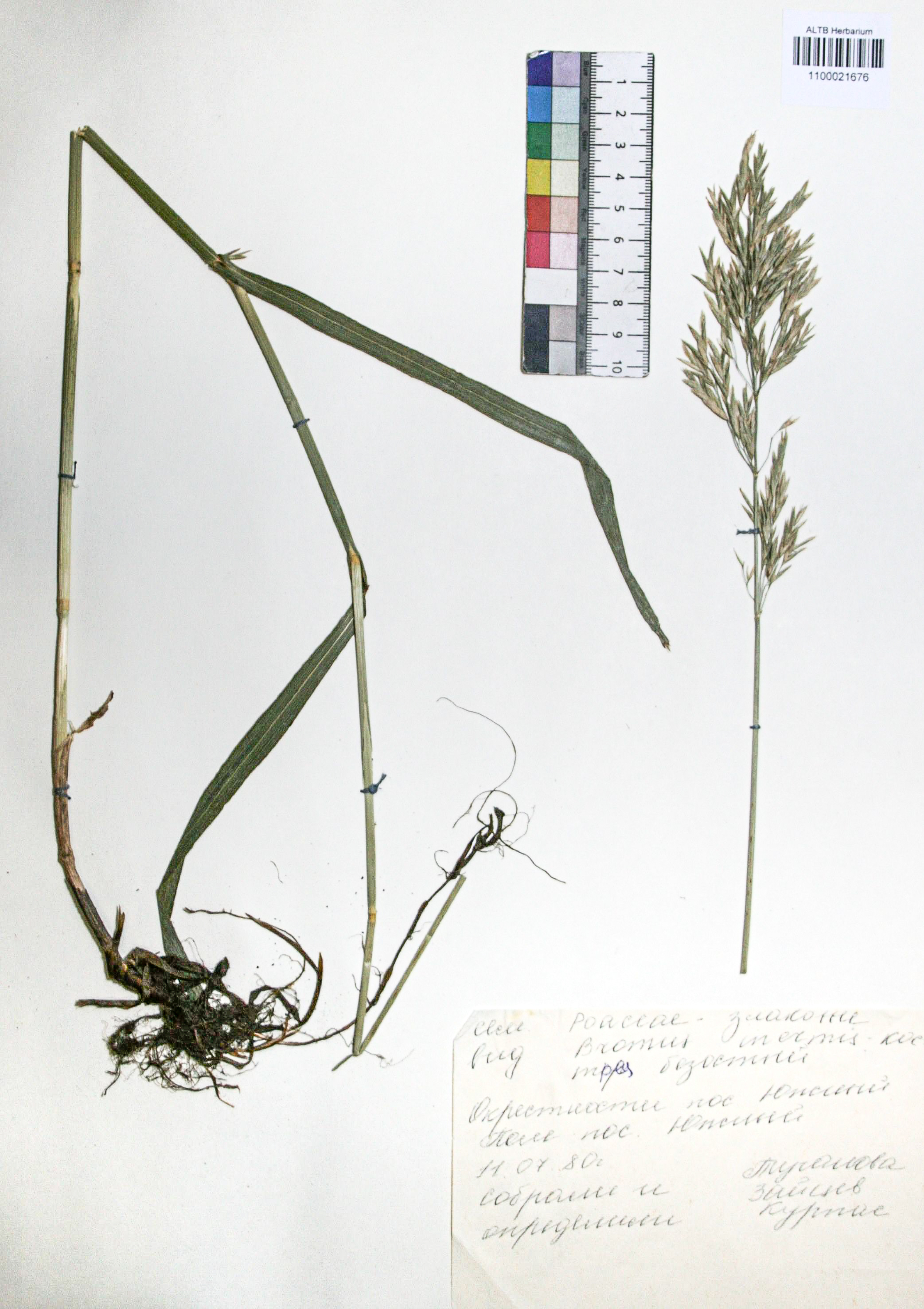 Bromopsis inermis (Leyss.) Holub. 