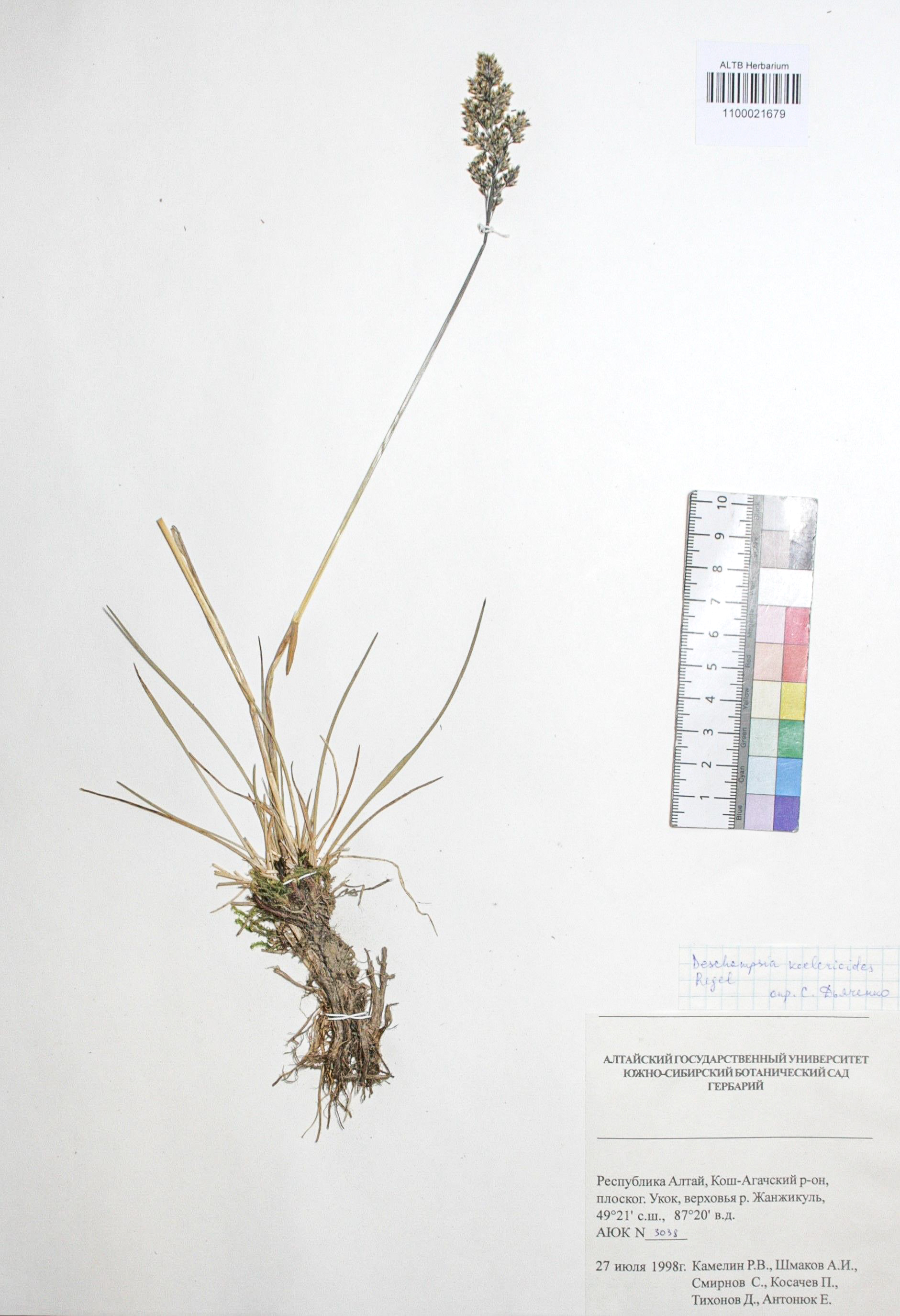 Deschampsia koelerioides Regel