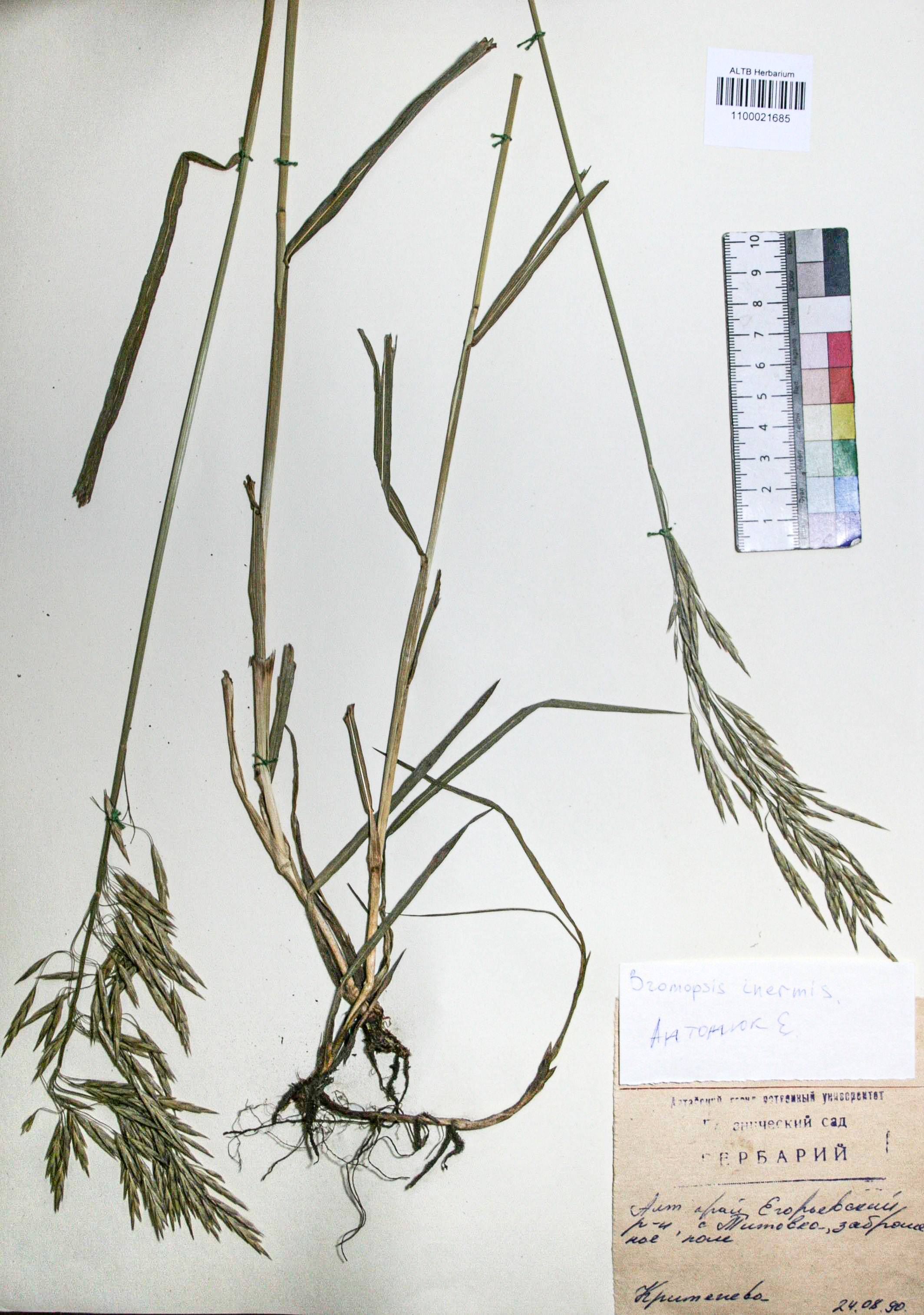 Bromopsis inermis (Leyss.) Holub. 