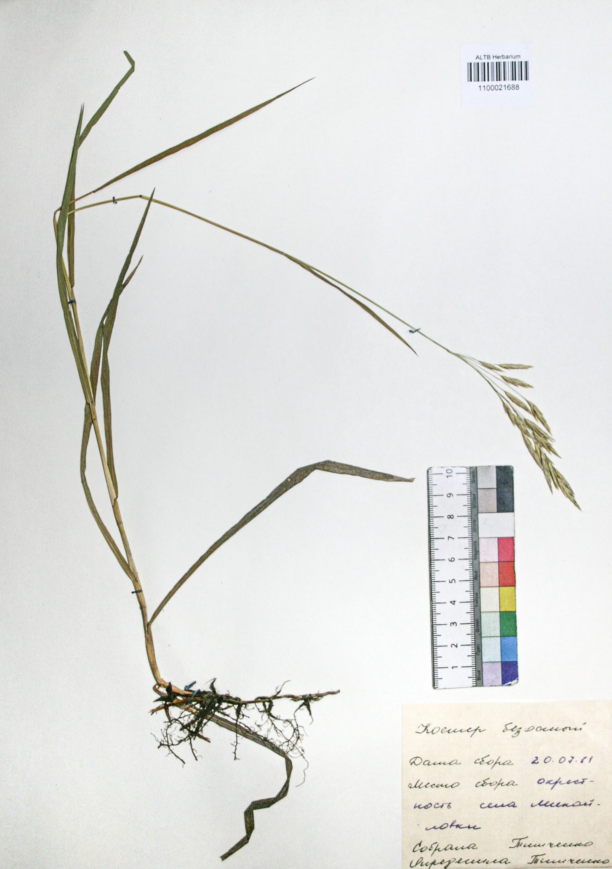Bromopsis inermis (Leyss.) Holub. 