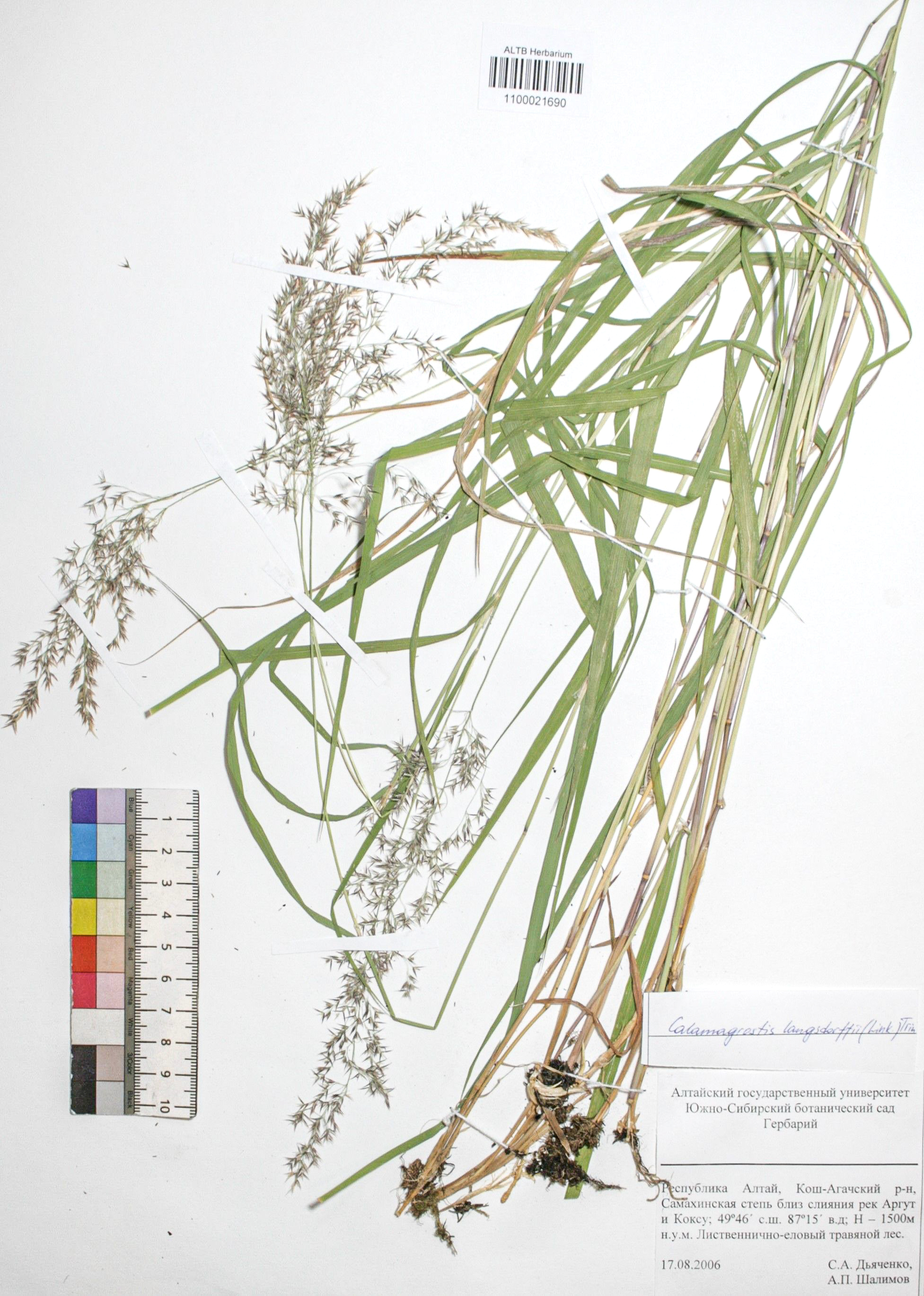 Calamagrostis langsdorffii (Link) Trin.