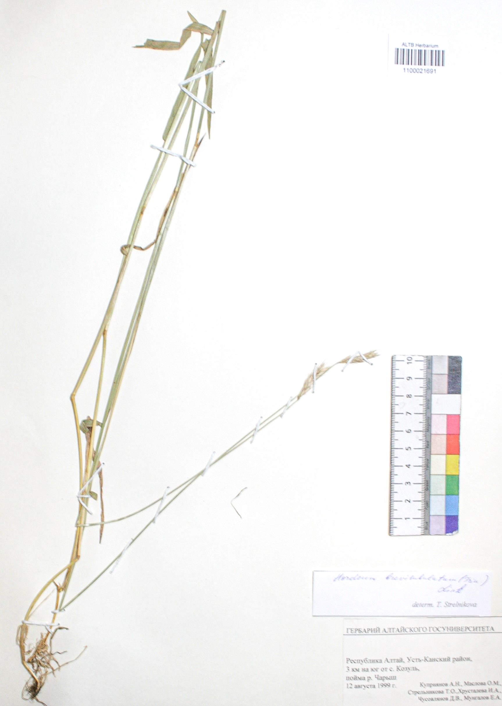 Hordeum brevisubulatum (Trin. ) Link