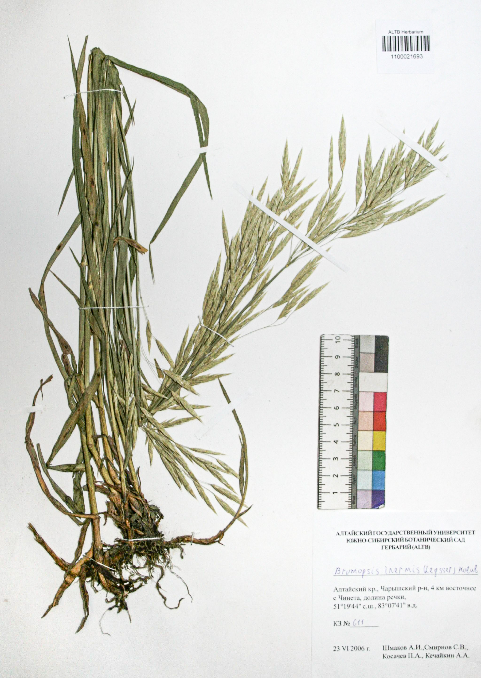 Bromopsis inermis (Leyss.) Holub. 